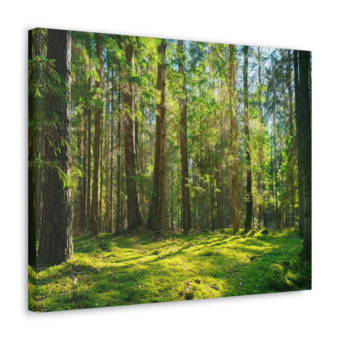 Sunlight Green Forest Tree Nature Wilderness Photography Canvas Wall Art for Home Decor Ready-to-Hang-Express Your Love Gifts