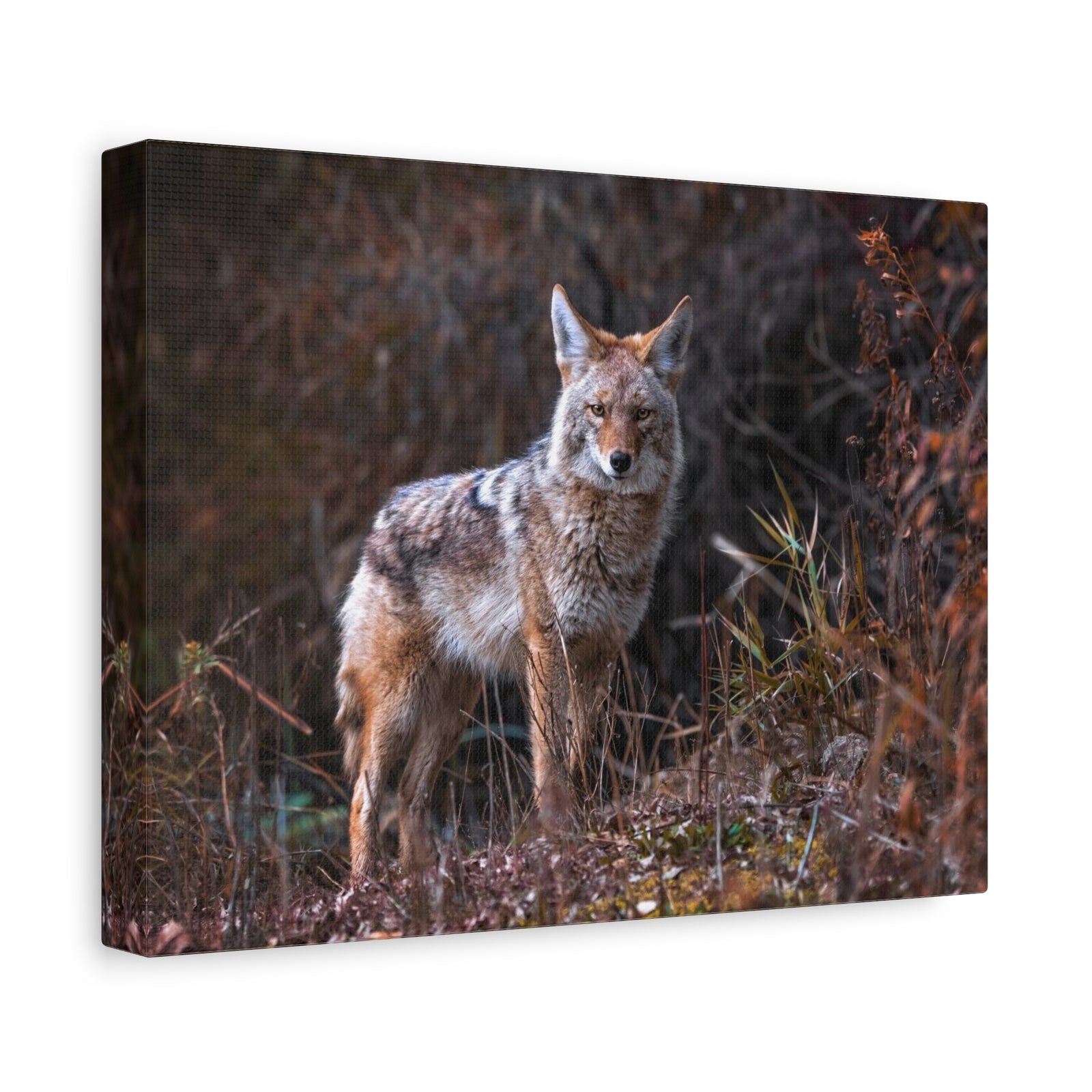 Majestic Coyote Art Majestic Coyote Print Animal Wall Art Wildlife Canvas Prints Wall Art Ready to Hang-Express Your Love Gifts