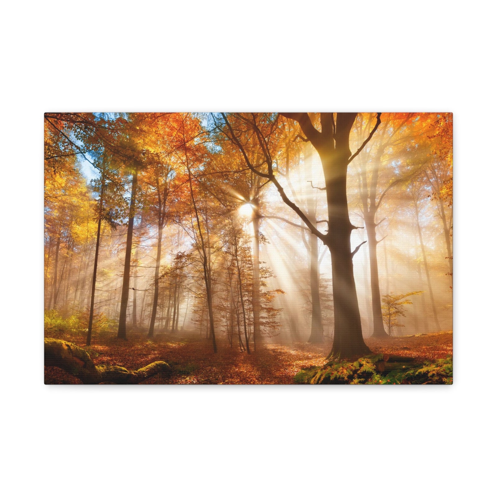 Sunlight Shine Autumn Forest Nature Wilderness Photography Canvas Wall Art for Home Decor Ready-to-Hang-Express Your Love Gifts