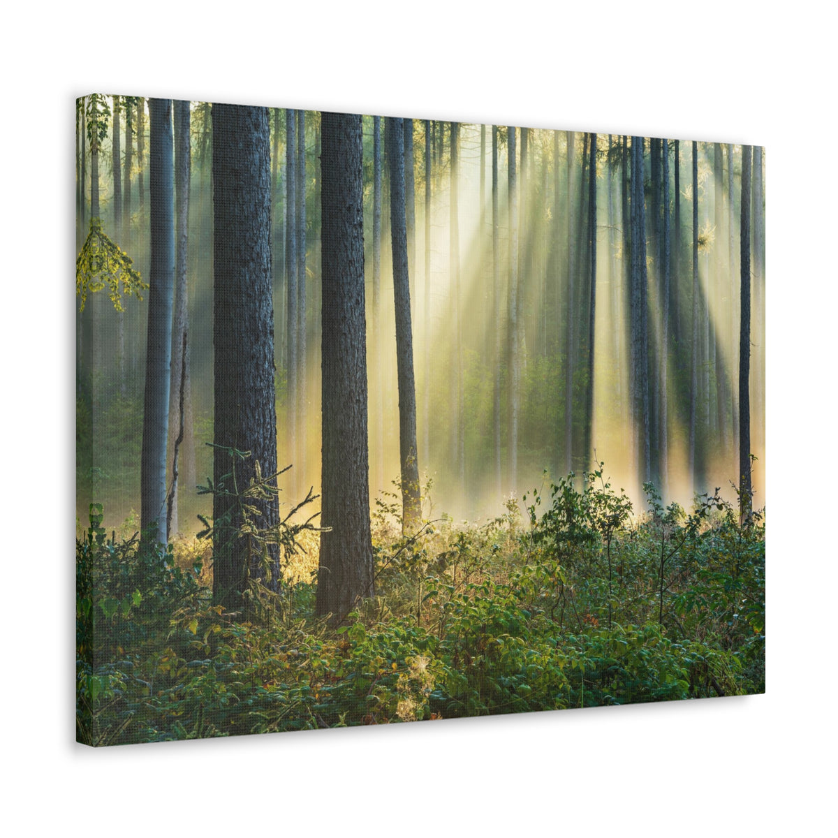 Sunrise Green Forest Nature Wilderness Photography Canvas Wall Art for Home Decor Ready-to-Hang-Express Your Love Gifts