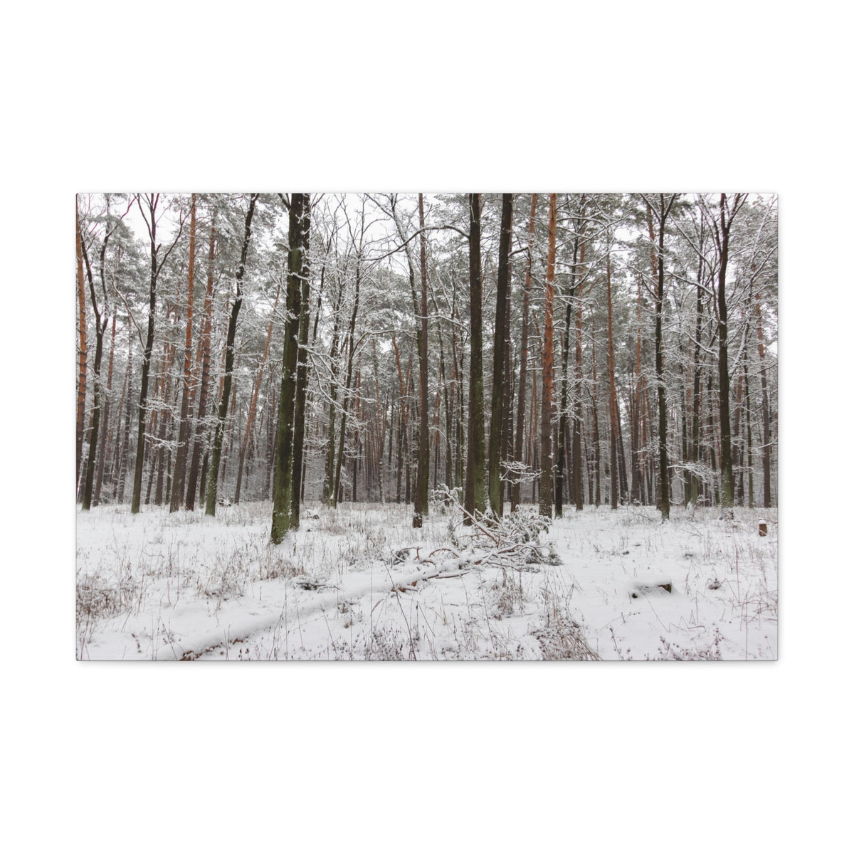 Winter Tree Covered In Snow Forest Nature Wilderness Photography Canvas Wall Art for Home Decor Ready-to-Hang-Express Your Love Gifts