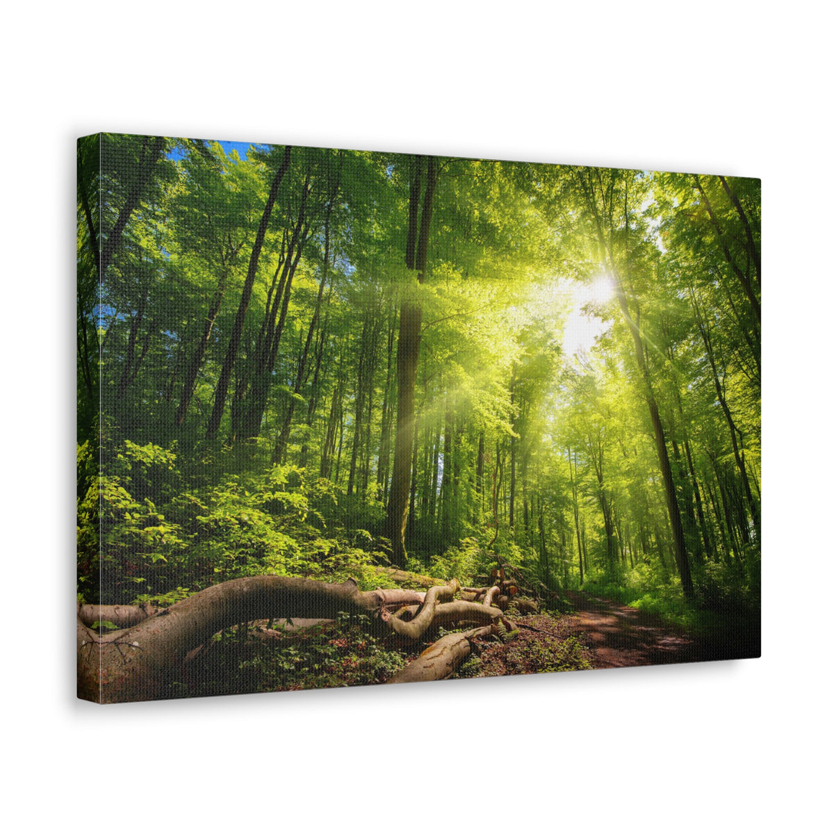 Sunlight Forest Green Nature Wilderness Photography Canvas Wall Art for Home Decor Ready-to-Hang-Express Your Love Gifts