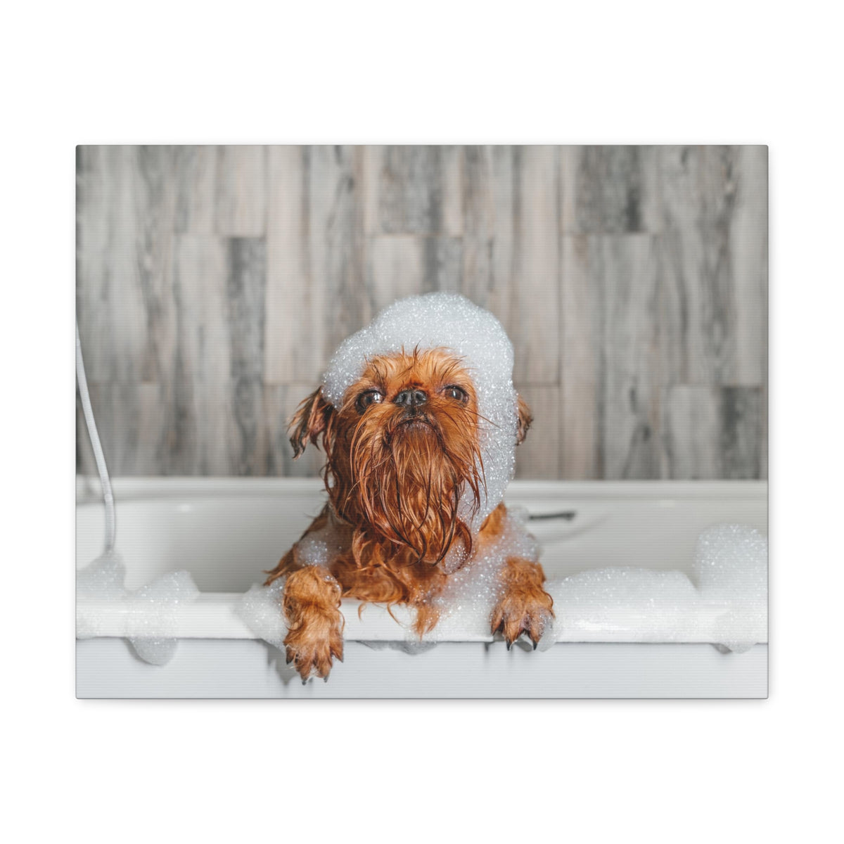 Cute Little Griffon Bathee Canvas Wall Art for Home Decor Ready-to-Hang-Express Your Love Gifts