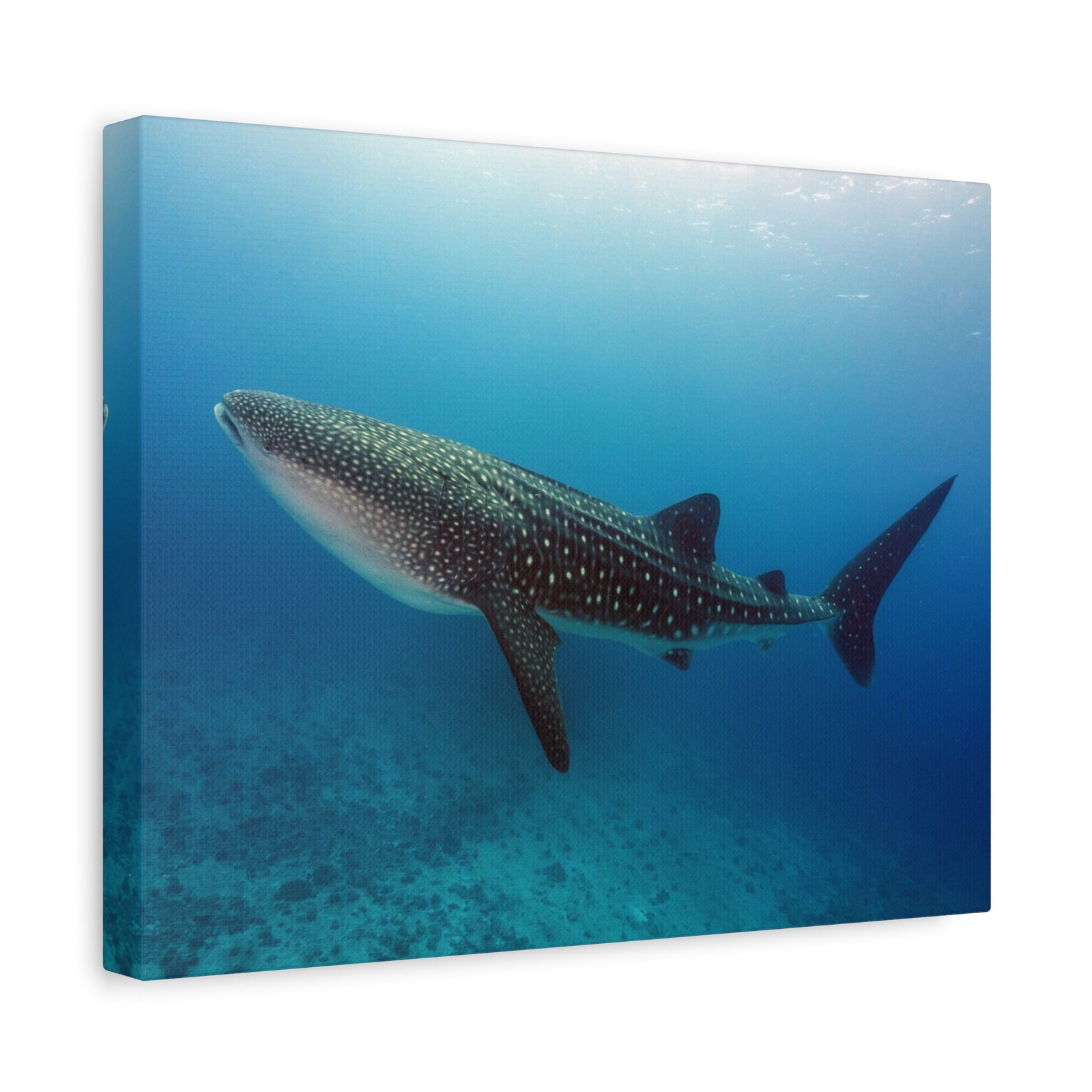 Majestic Whale Shark Art Majestic Whale Shark Print Animal Wall Art Wildlife Canvas Prints Wall Art Ready to Hang-Express Your Love Gifts