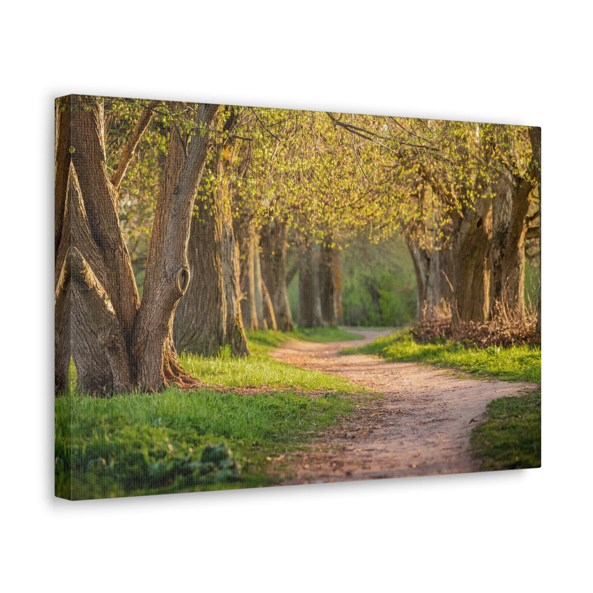 Tree Green Path Forest Nature Wilderness Photography Canvas Wall Art for Home Decor Ready-to-Hang-Express Your Love Gifts