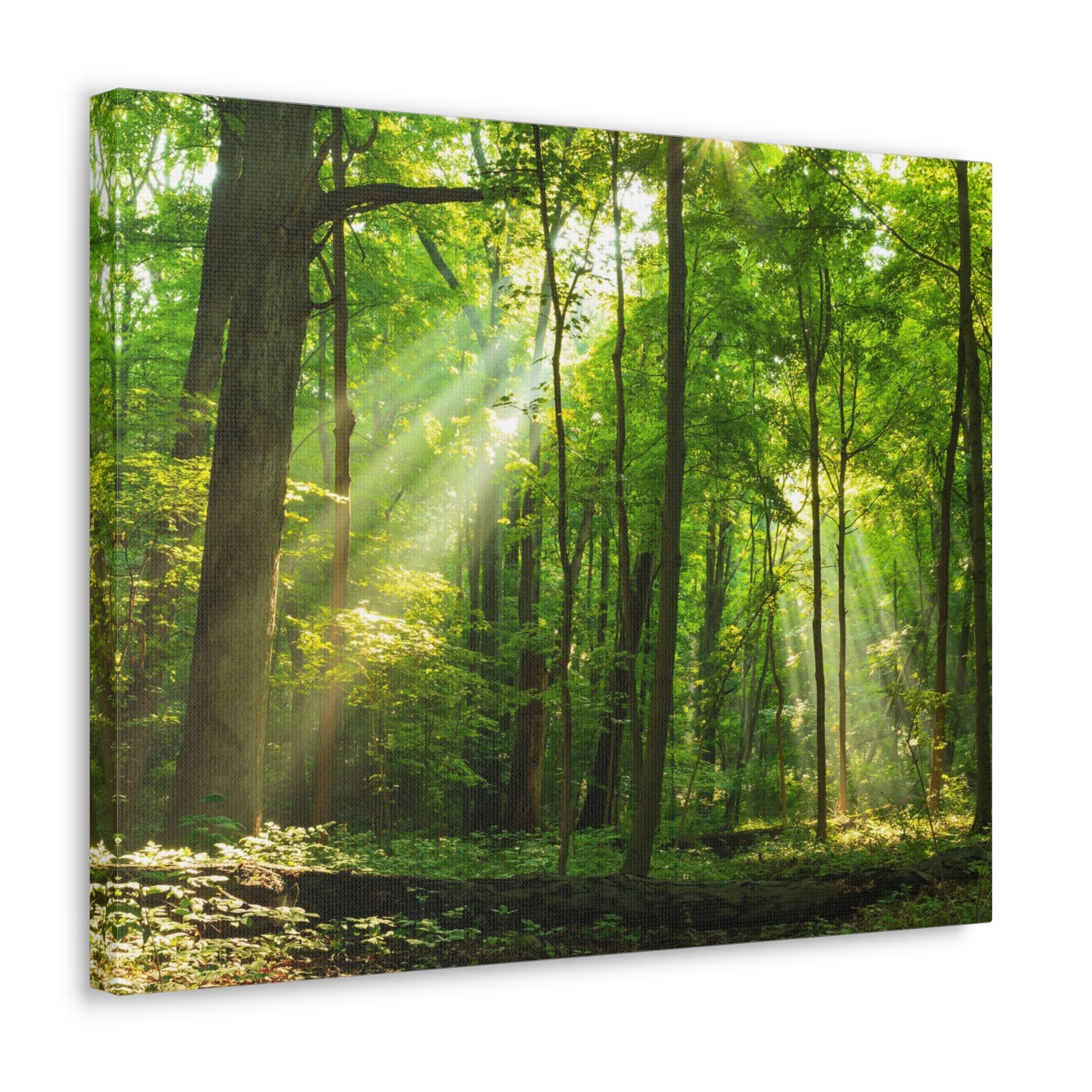Green Forest Summer Sunlight Nature Wilderness Photography Canvas Wall Art for Home Decor Ready-to-Hang-Express Your Love Gifts
