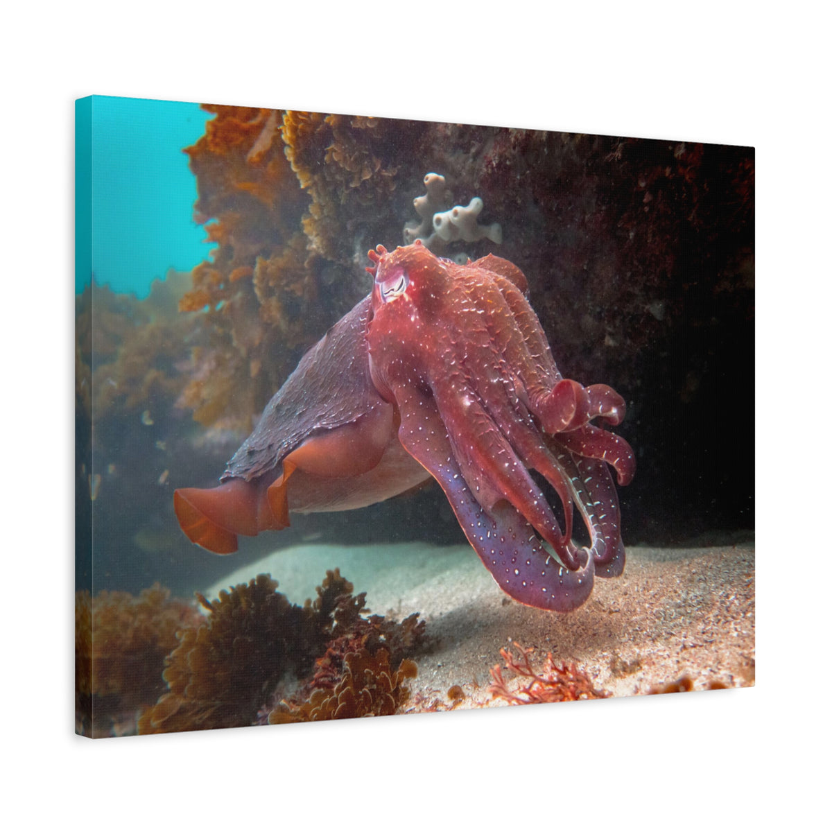 Majestic Giant Cuttlefish Floating in the Ocean Print Animal Wall Art Wildlife Canvas Prints Wall Art Ready to Hang-Express Your Love Gifts