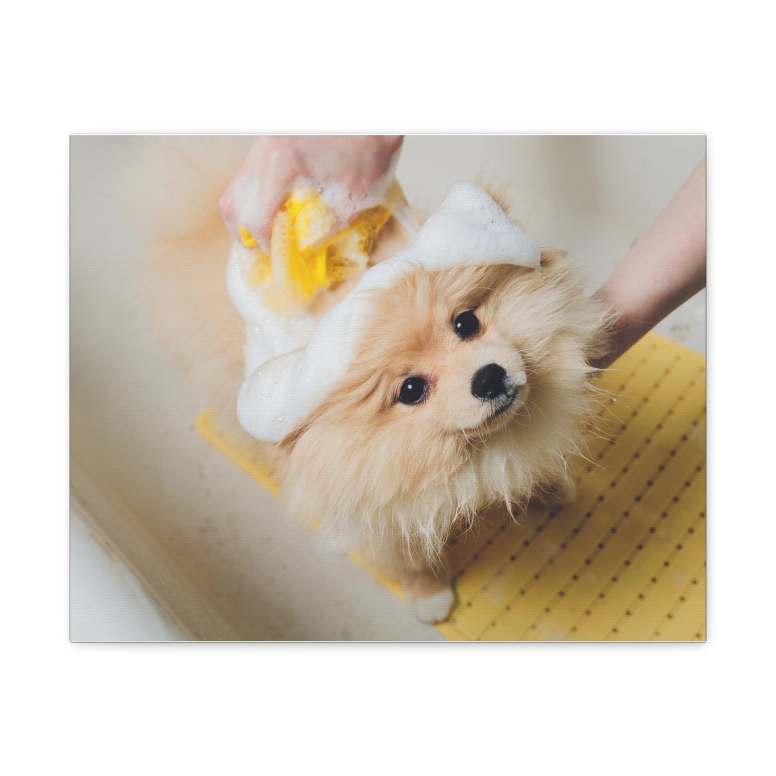 Cute Pomeranian Bathee Canvas Wall Art for Home Decor Ready-to-Hang-Express Your Love Gifts