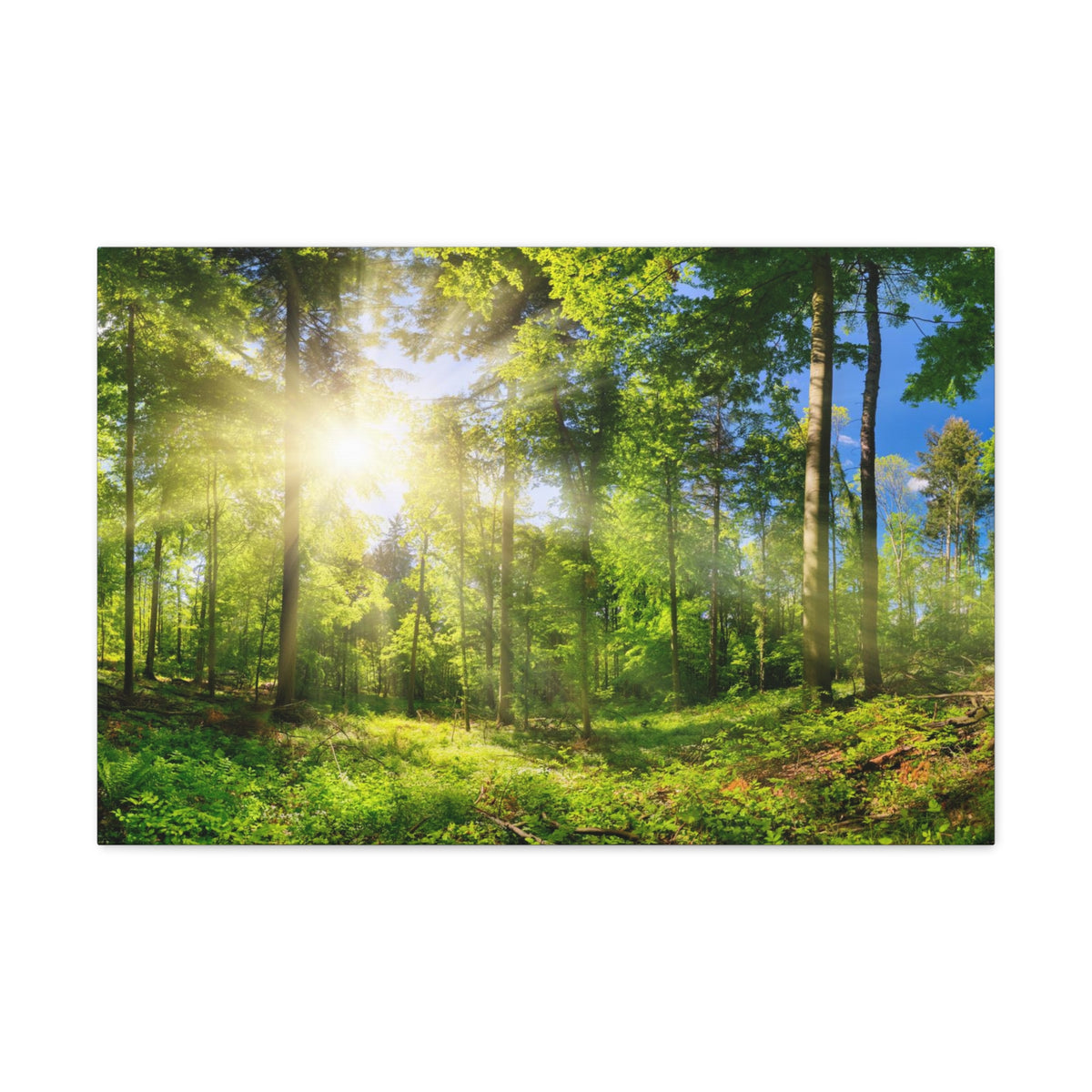 Sunrise Through Green Forest Nature Wilderness Photography Canvas Wall Art for Home Decor Ready-to-Hang-Express Your Love Gifts