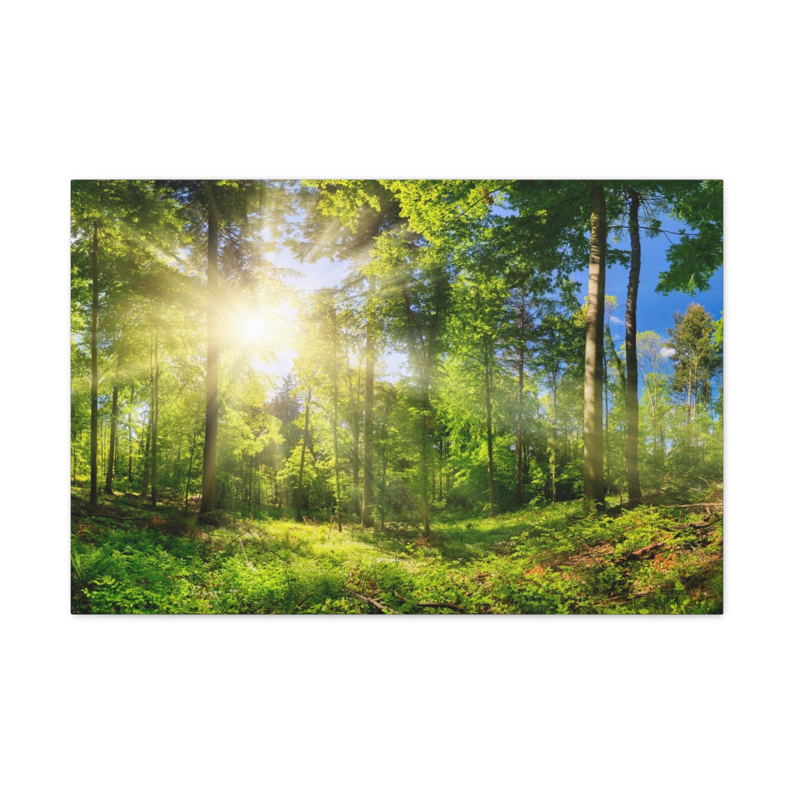 Sunrise Through Green Forest Nature Wilderness Photography Canvas Wall Art for Home Decor Ready-to-Hang-Express Your Love Gifts