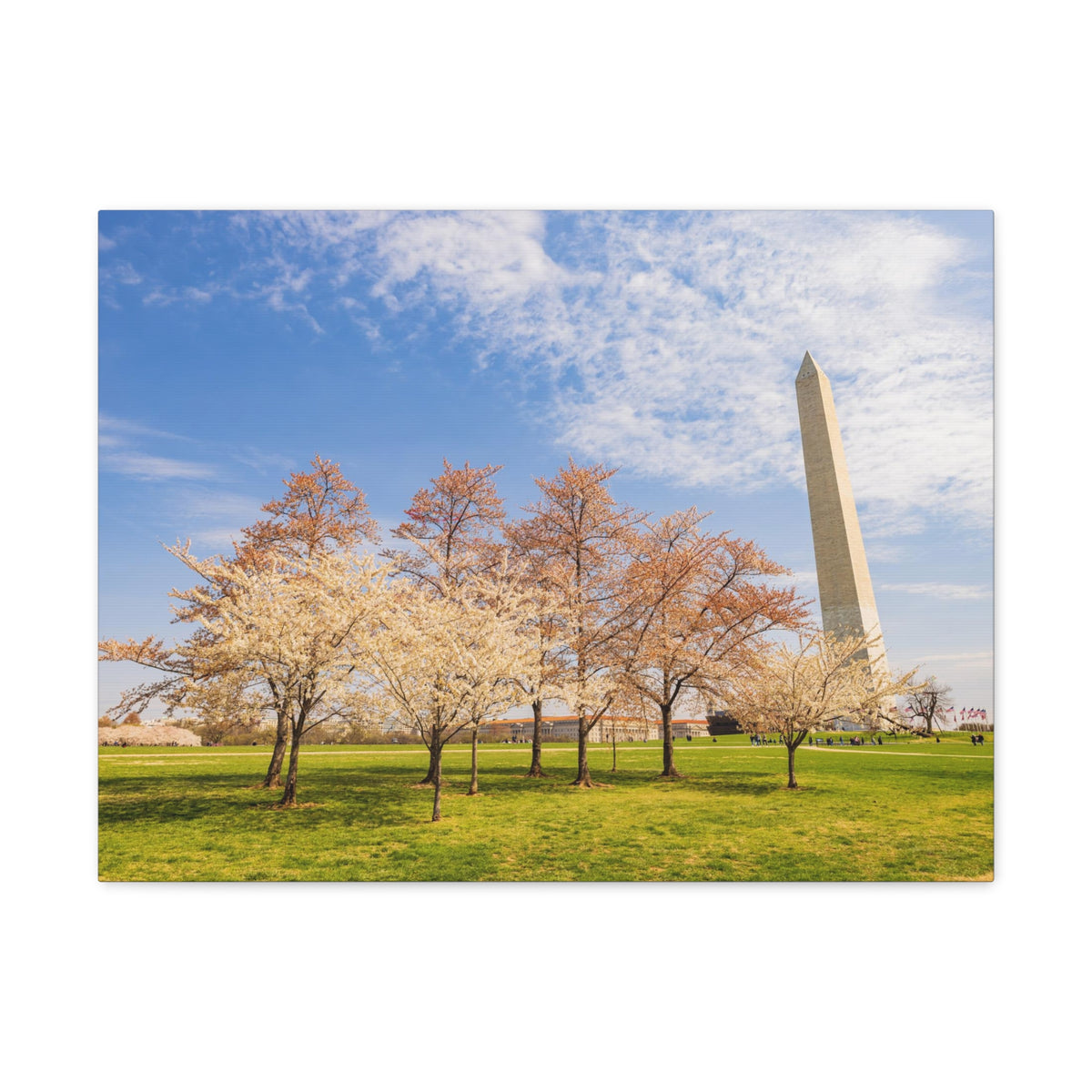 Pink Tree Cherry Blossom Festival at The National Mall Washington Modern Multicolor Scenic Nature Photography Canvas Home Office Decor Ready to Hang-Express Your Love Gifts
