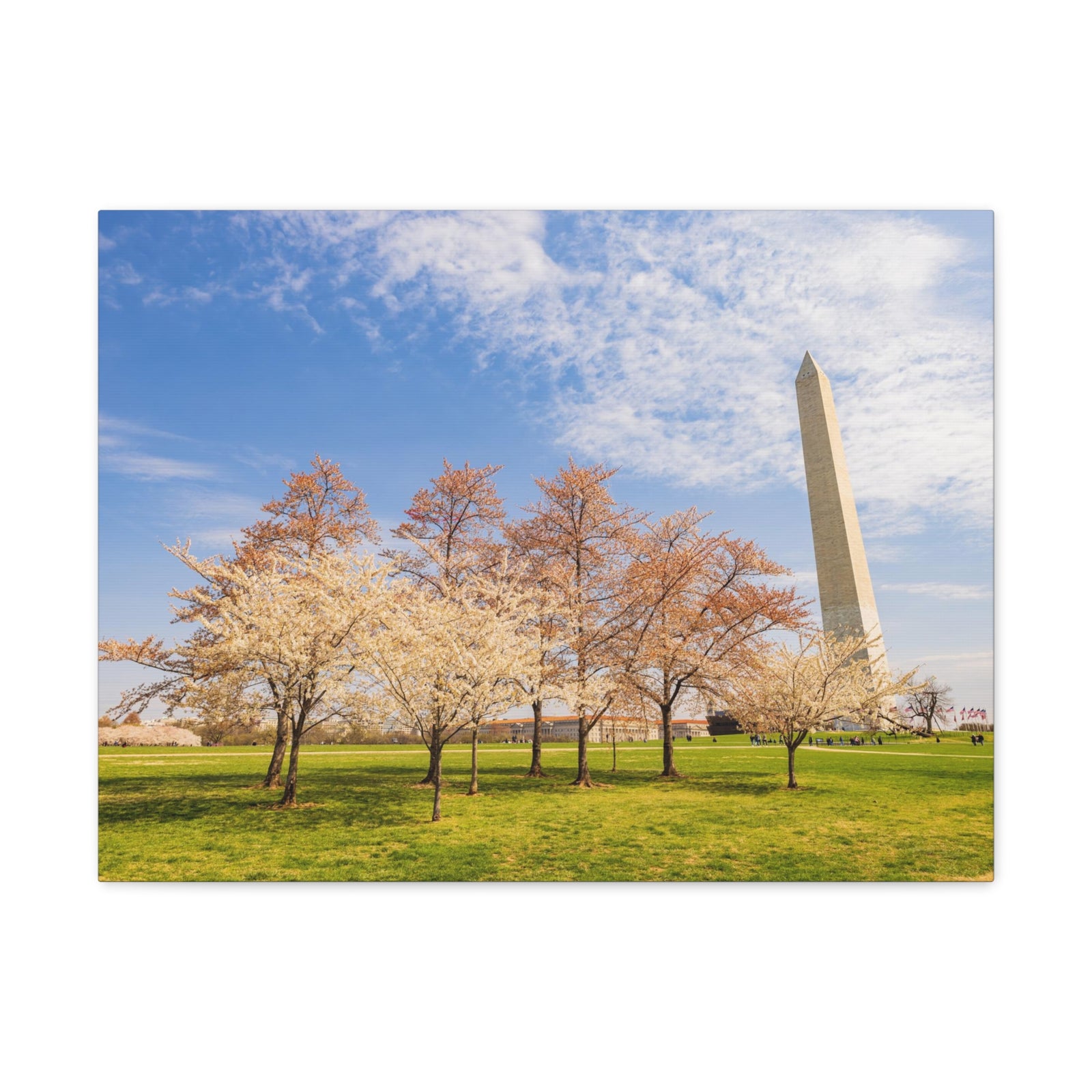 Pink Tree Cherry Blossom Festival at The National Mall Washington Modern Multicolor Scenic Nature Photography Canvas Home Office Decor Ready to Hang-Express Your Love Gifts