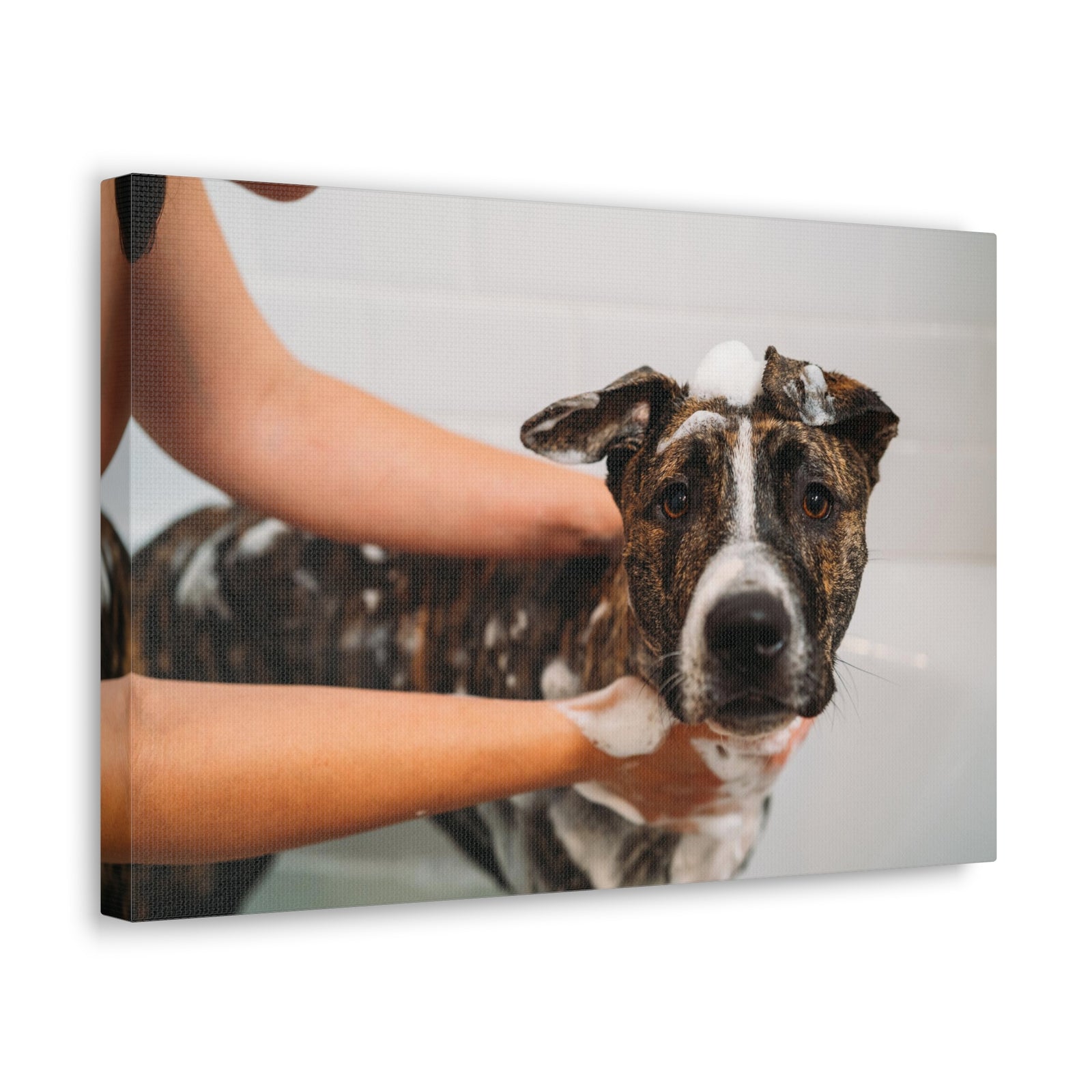 Cute American Staffordshire Terrier Bathee Canvas Wall Art for Home Decor Ready-to-Hang-Express Your Love Gifts