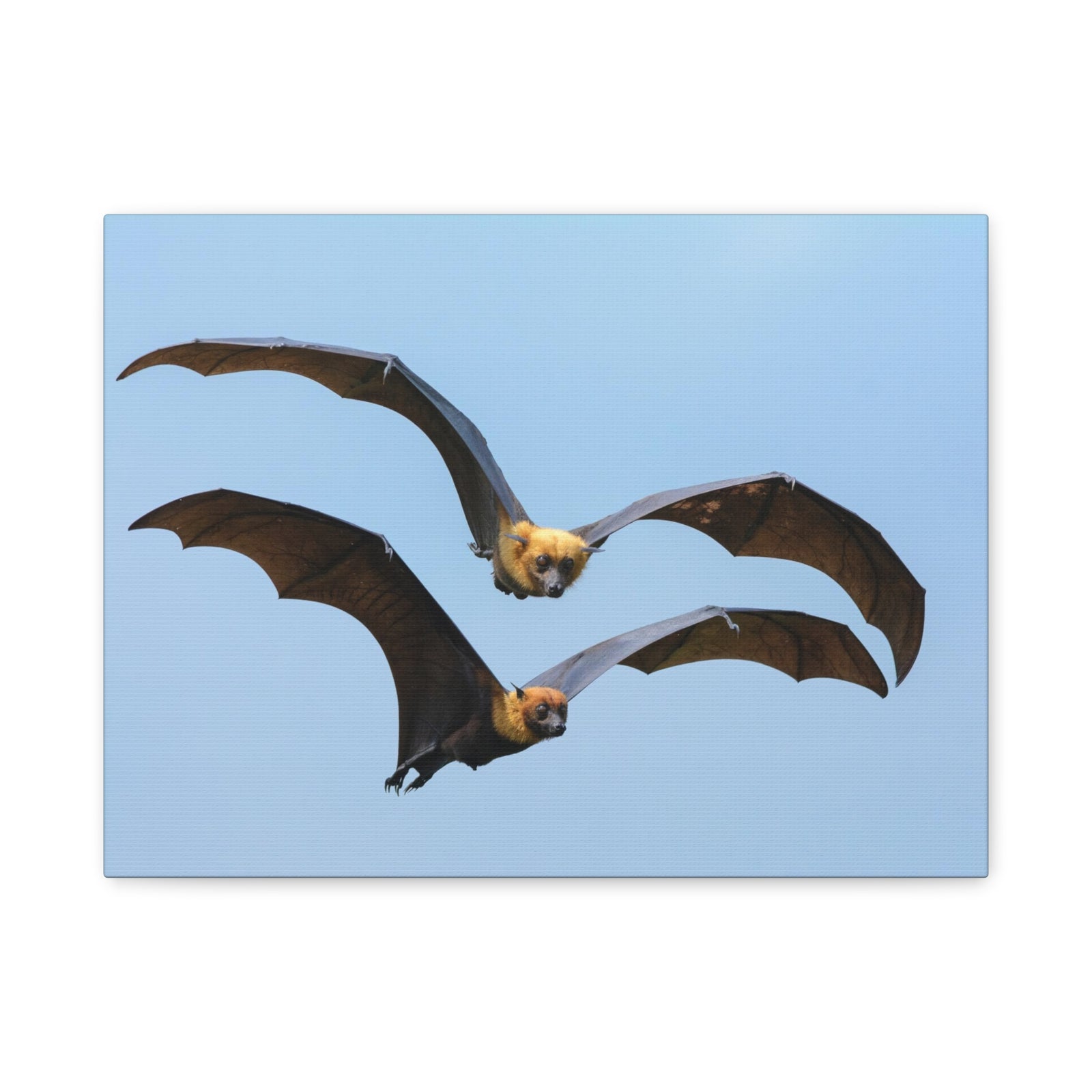 Vampire Bat Couple Vampire Bat Couple Print Animal Wall Art Wildlife Canvas Prints Wall Art Ready to Hang-Express Your Love Gifts