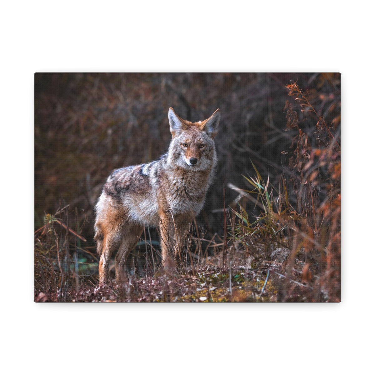 Majestic Coyote Art Majestic Coyote Print Animal Wall Art Wildlife Canvas Prints Wall Art Ready to Hang-Express Your Love Gifts