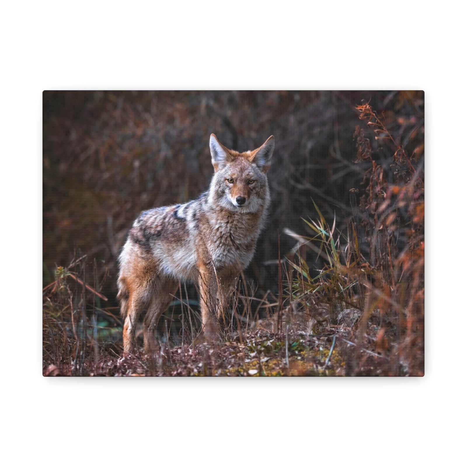 Majestic Coyote Art Majestic Coyote Print Animal Wall Art Wildlife Canvas Prints Wall Art Ready to Hang-Express Your Love Gifts