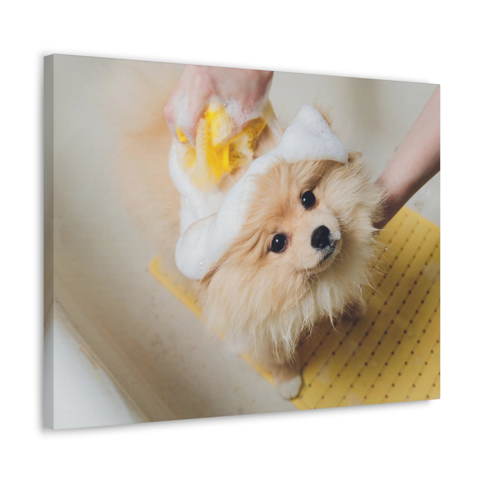 Cute Pomeranian Bathee Canvas Wall Art for Home Decor Ready-to-Hang-Express Your Love Gifts