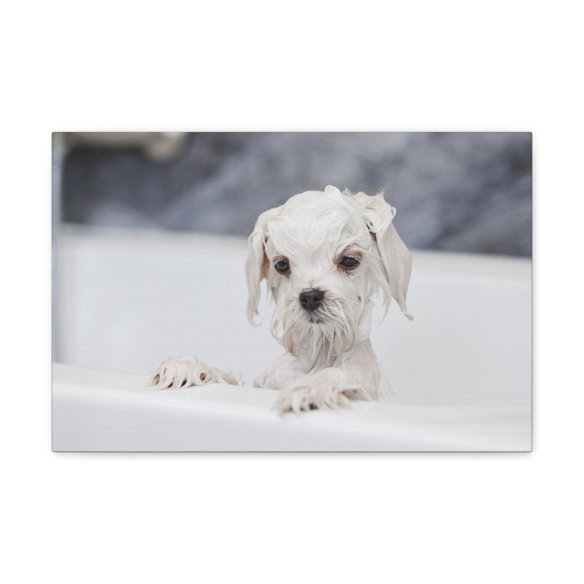 Cute White Maltese Bath Canvas Wall Art for Home Decor Ready-to-Hang-Express Your Love Gifts