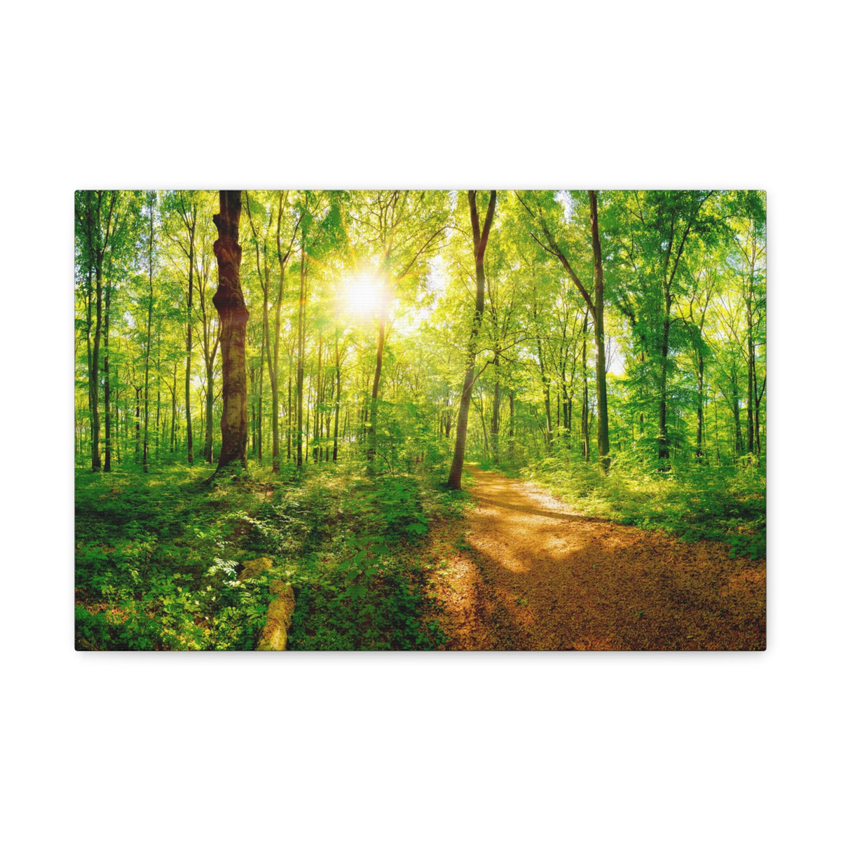 Green Forest Sunlight Nature Wilderness Photography Canvas Wall Art for Home Decor Ready-to-Hang-Express Your Love Gifts