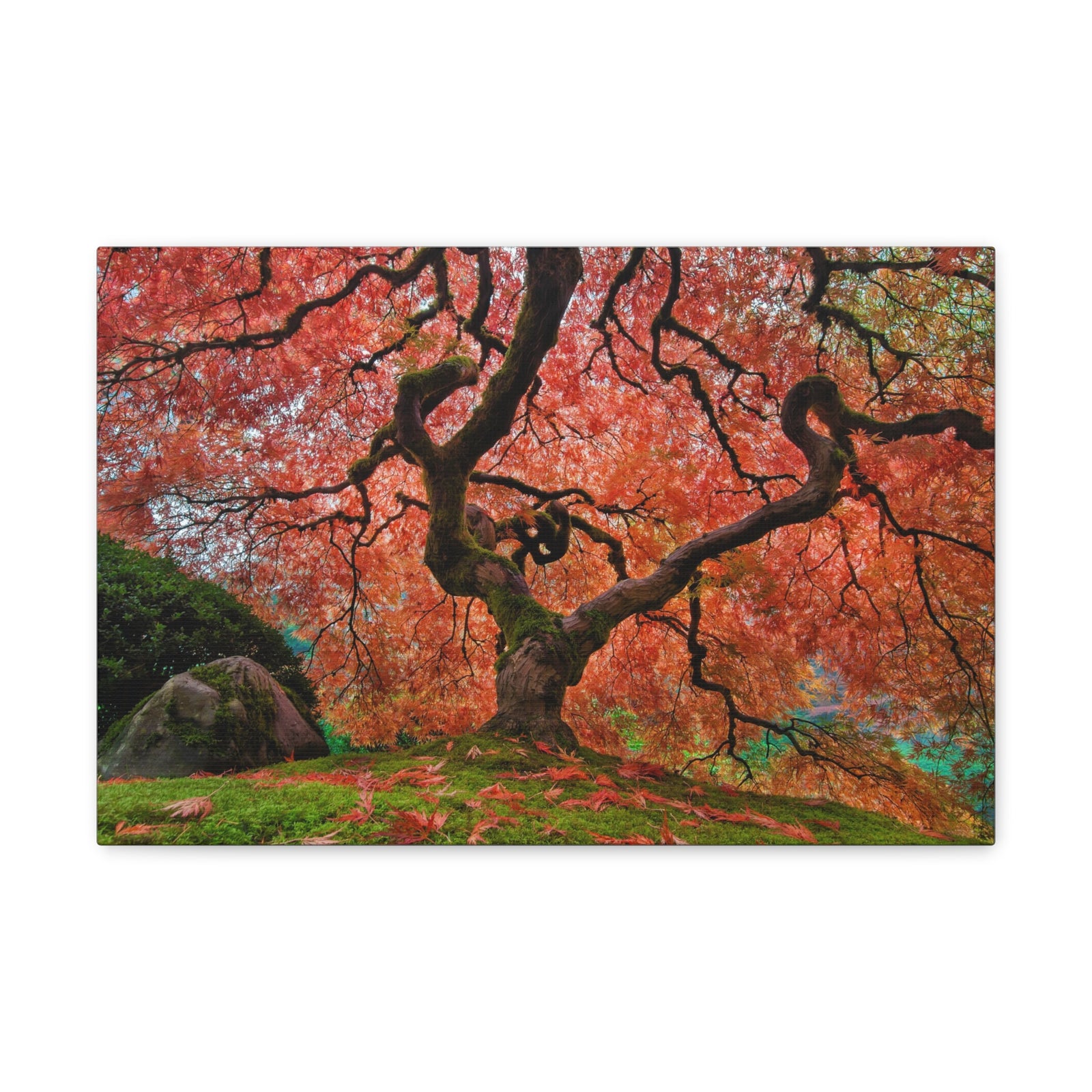 Old Japanese Maple Tree In Japanese Garden Canvas Wall Art for Home Decor Ready-to-Hang-Express Your Love Gifts
