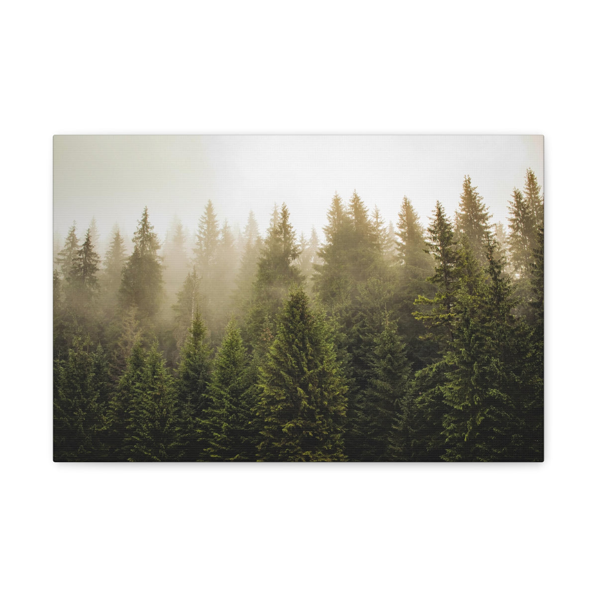 Misty Pine Tree Forest Nature Wilderness Photography Canvas Wall Art for Home Decor Ready-to-Hang-Express Your Love Gifts