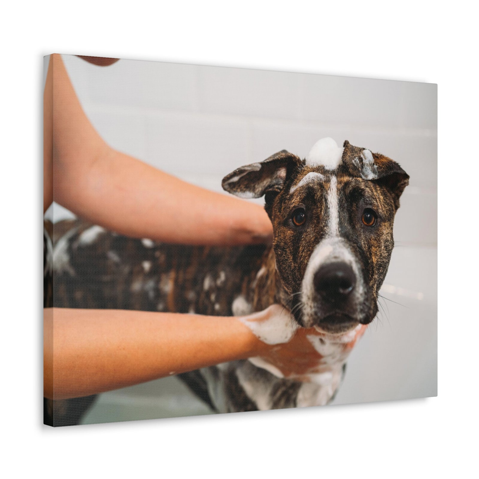 Cute American Staffordshire Terrier Bathee Canvas Wall Art for Home Decor Ready-to-Hang-Express Your Love Gifts