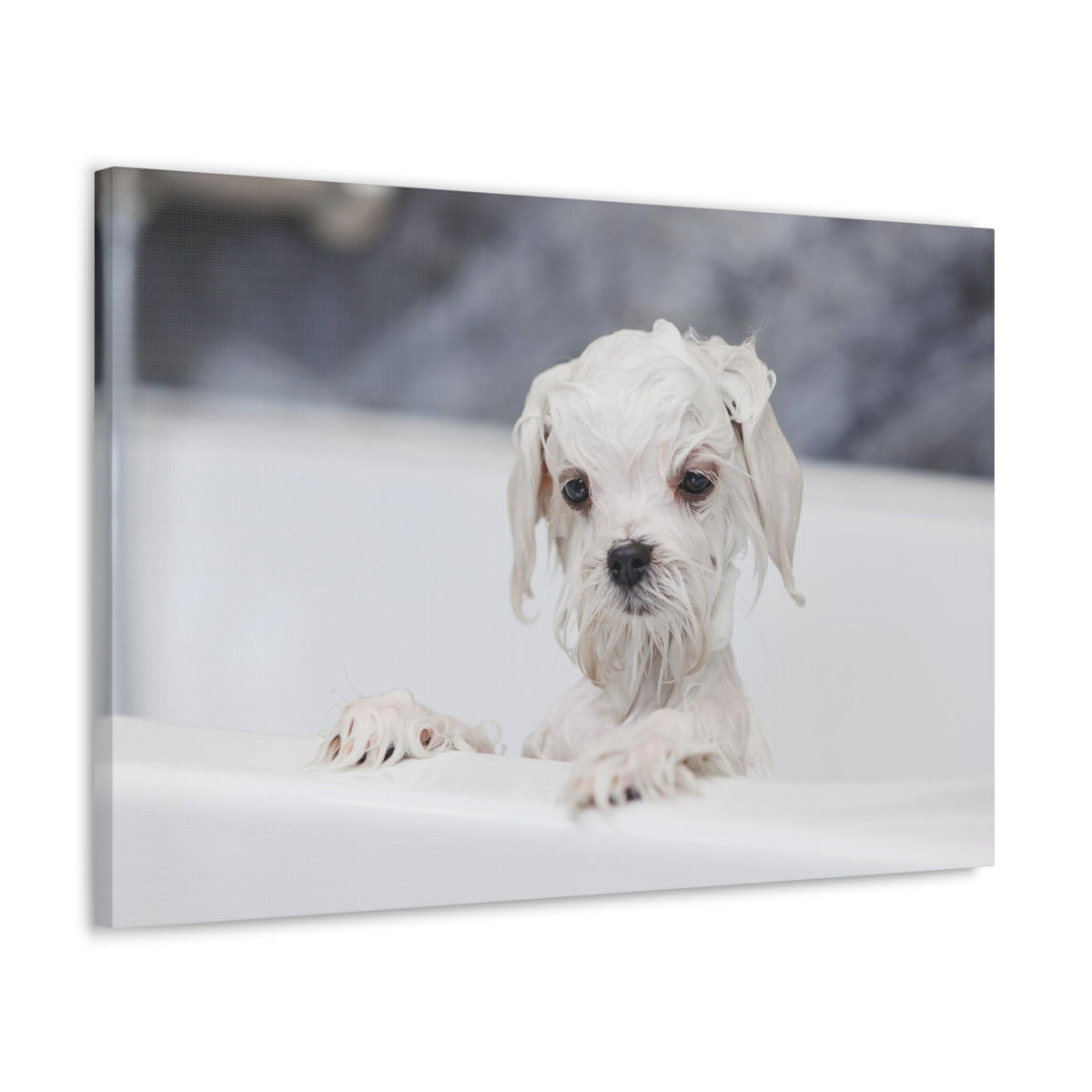 Cute White Maltese Bath Canvas Wall Art for Home Decor Ready-to-Hang-Express Your Love Gifts