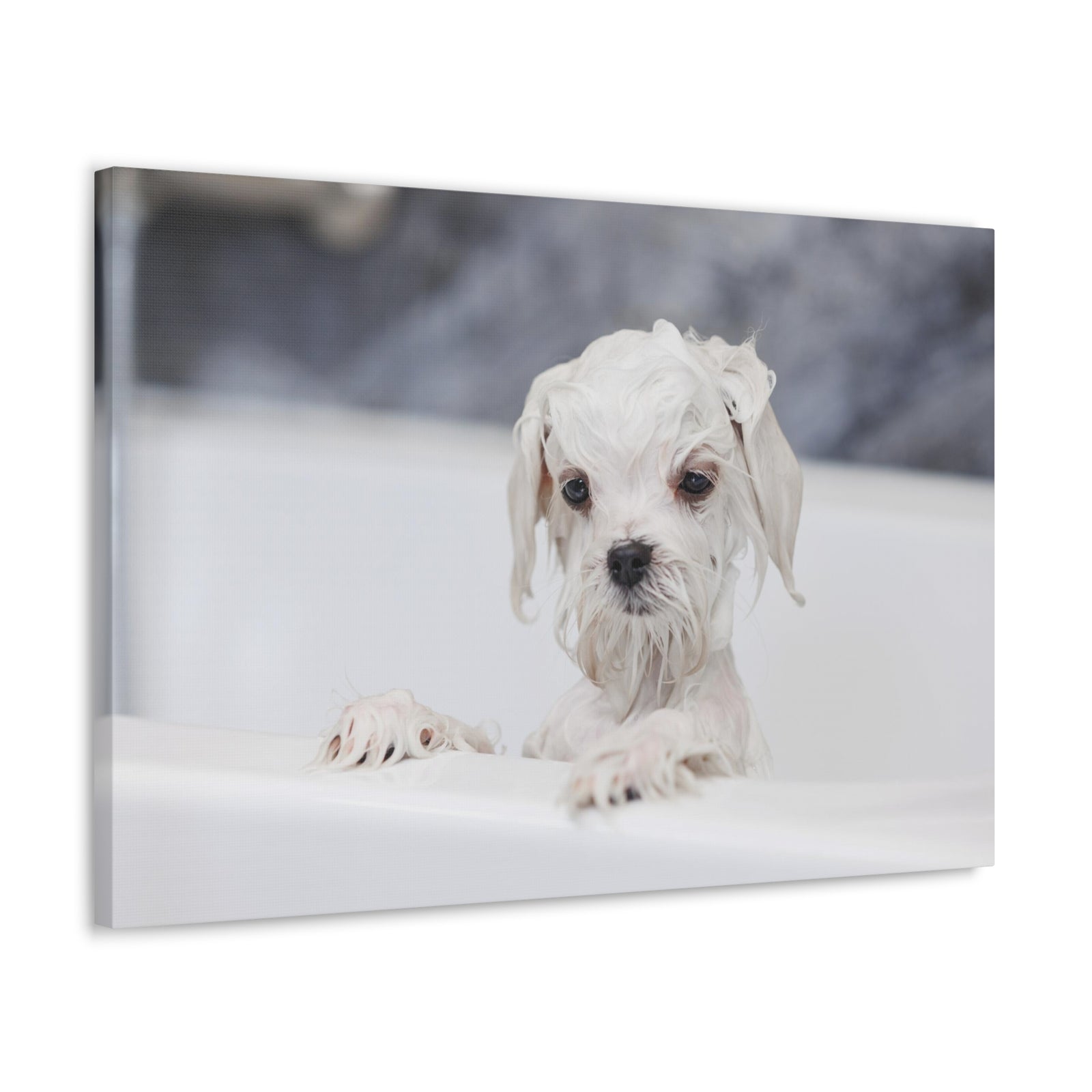 Cute White Maltese Bath Canvas Wall Art for Home Decor Ready-to-Hang-Express Your Love Gifts