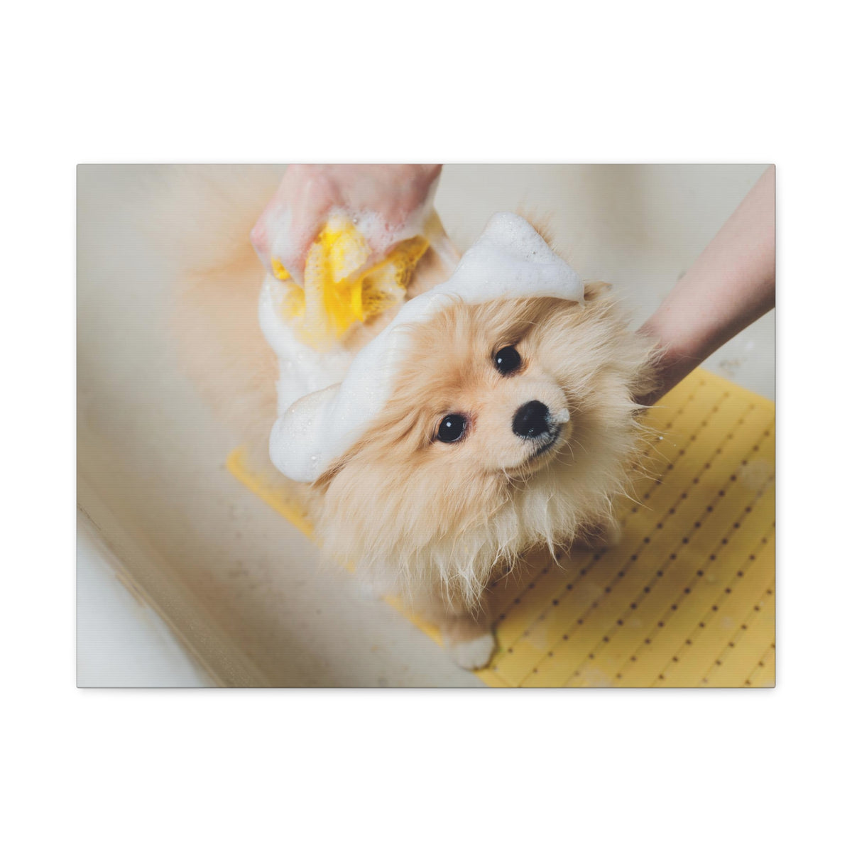 Cute Pomeranian Bathee Canvas Wall Art for Home Decor Ready-to-Hang-Express Your Love Gifts