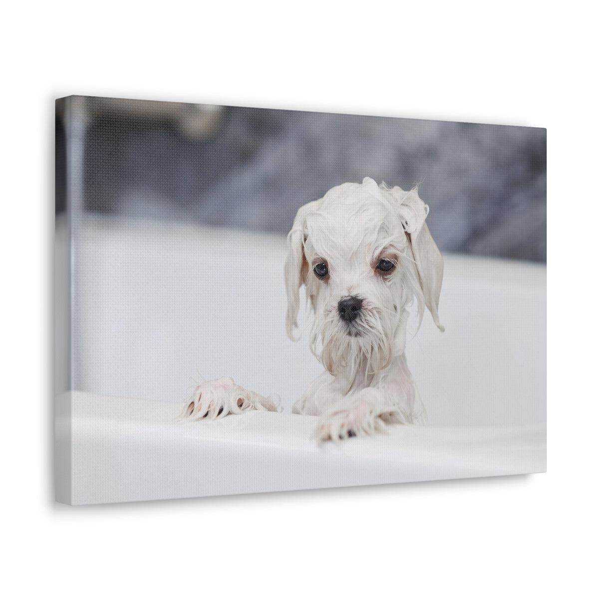 Cute White Maltese Bath Canvas Wall Art for Home Decor Ready-to-Hang-Express Your Love Gifts