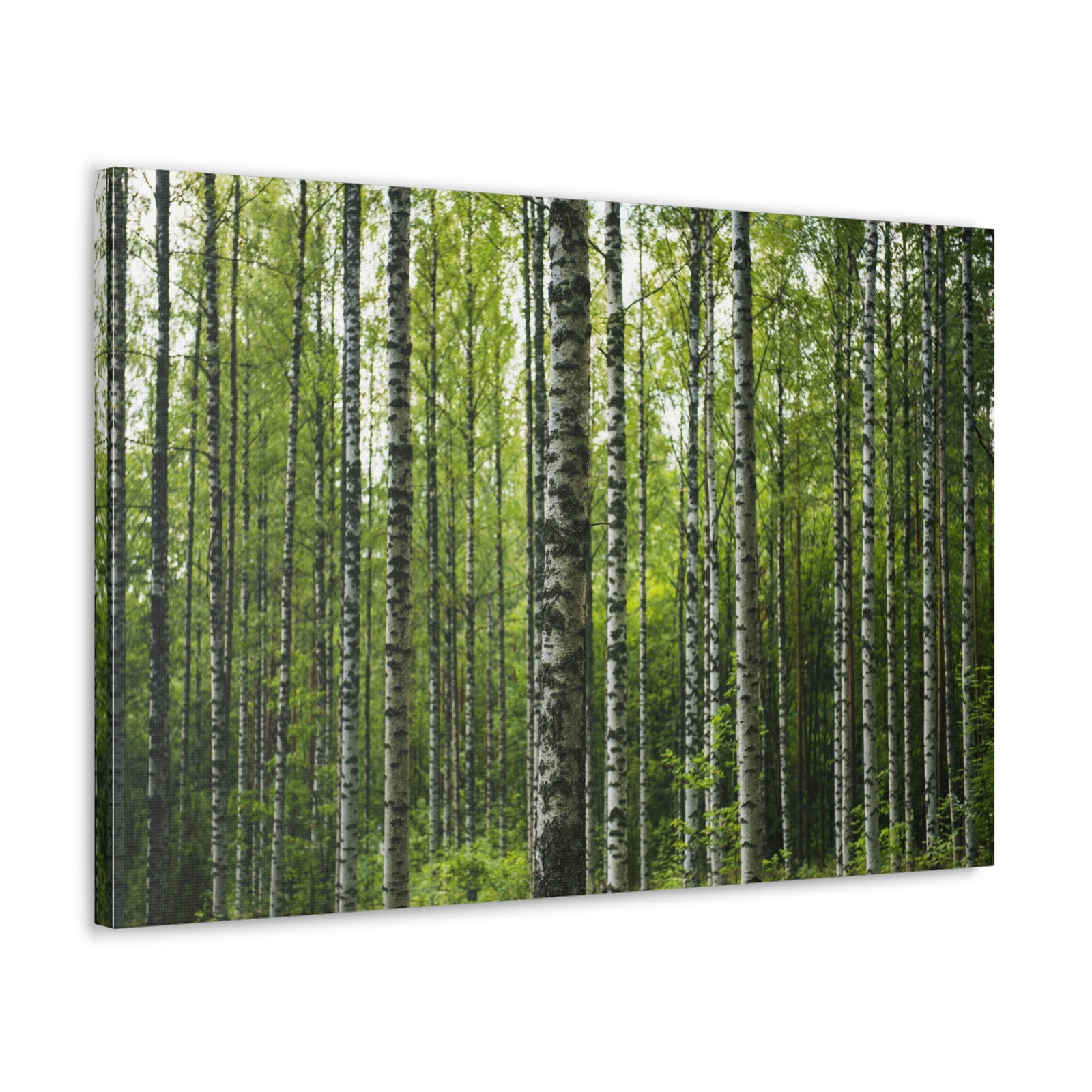 White Birch Trees in Green Forest Nature Wilderness Photography Canvas Wall Art for Home Decor Ready-to-Hang-Express Your Love Gifts