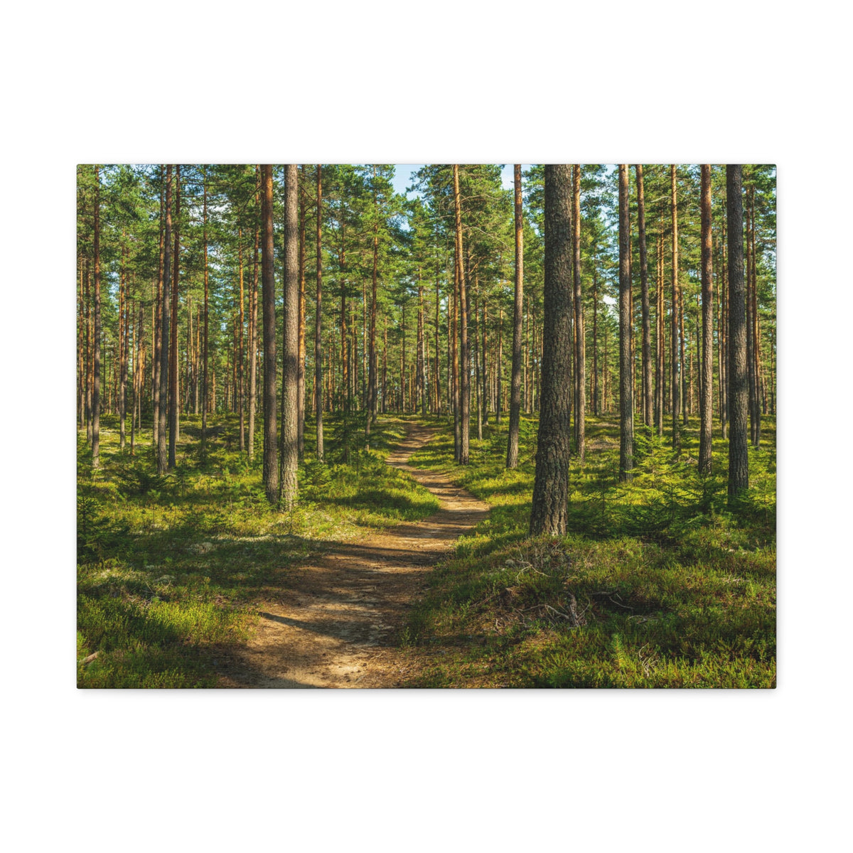 Green Forest Tree Path Nature Wilderness Photography Canvas Wall Art for Home Decor Ready-to-Hang-Express Your Love Gifts