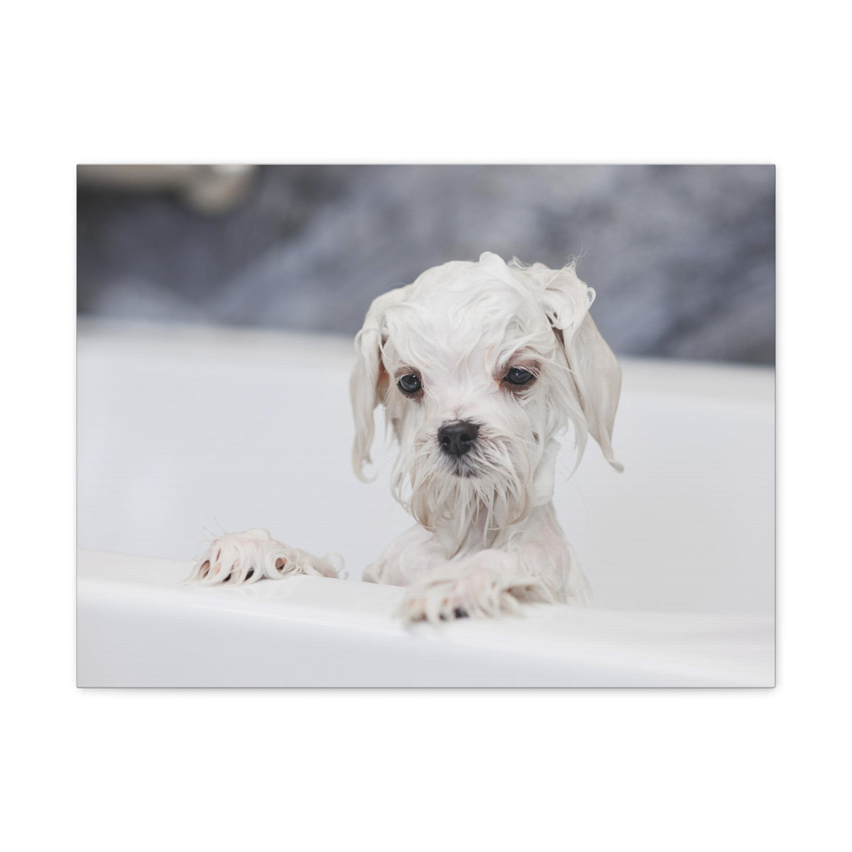 Cute White Maltese Bath Canvas Wall Art for Home Decor Ready-to-Hang-Express Your Love Gifts