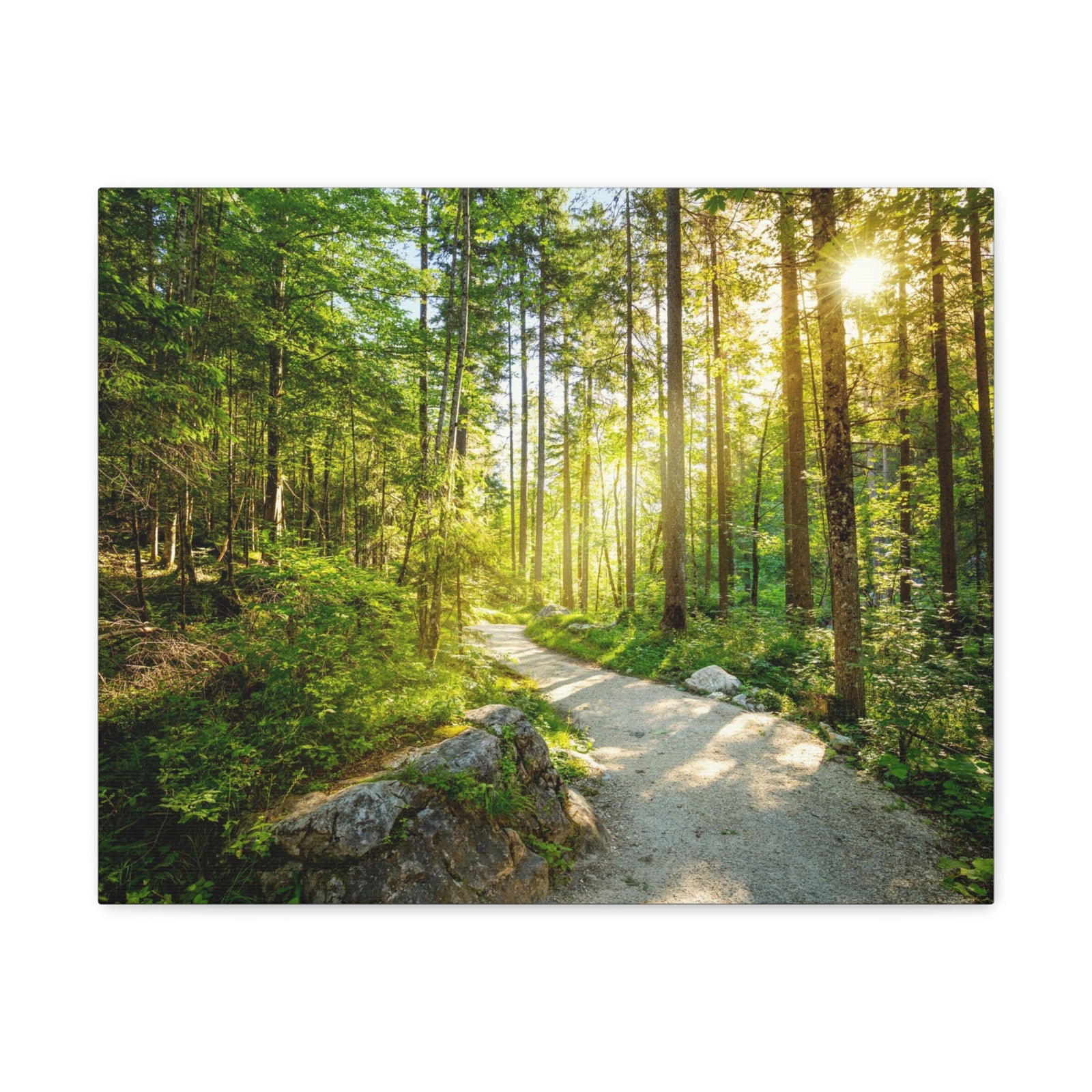 Sunlight Passing Through Green Forest Path Nature Wilderness Photography Canvas Wall Art for Home Decor Ready-to-Hang-Express Your Love Gifts