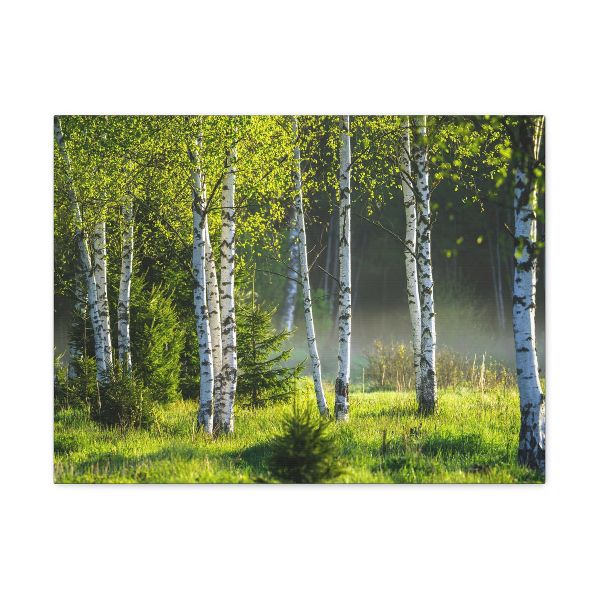 White Birch Trees in Green Forest Nature Wilderness Photography Canvas Wall Art for Home Decor Ready-to-Hang-Express Your Love Gifts