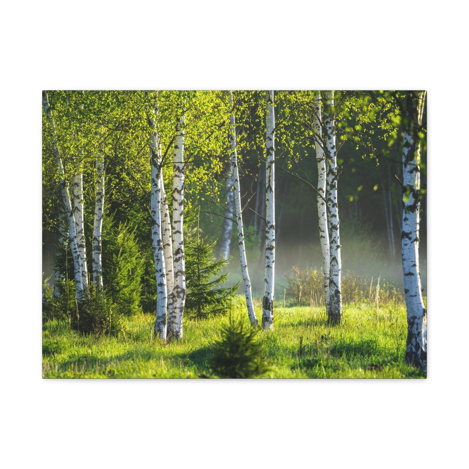 White Birch Trees in Green Forest Nature Wilderness Photography Canvas Wall Art for Home Decor Ready-to-Hang-Express Your Love Gifts