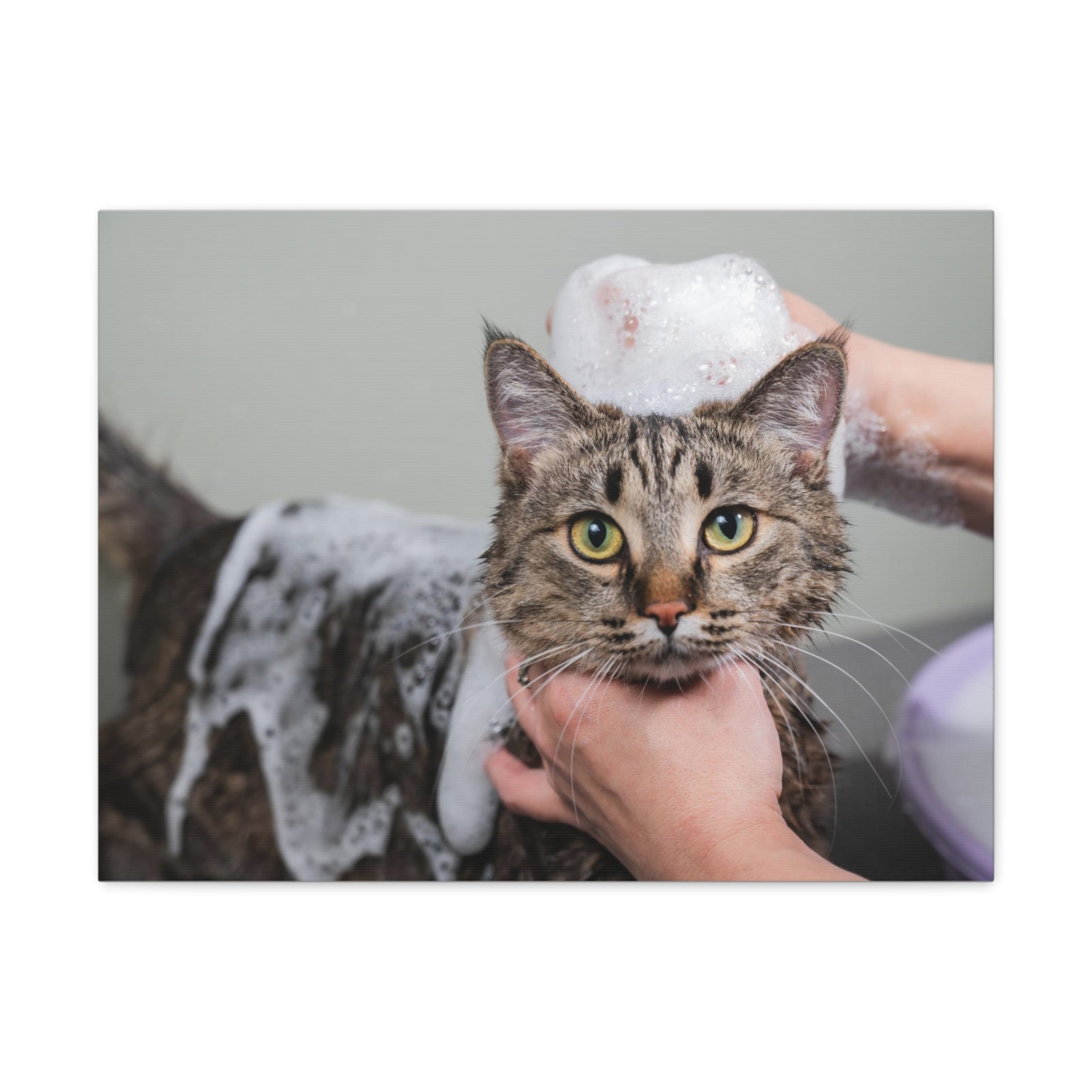 Cute Tabby Gray Cat Bathee Canvas Wall Art for Home Decor Ready-to-Hang-Express Your Love Gifts