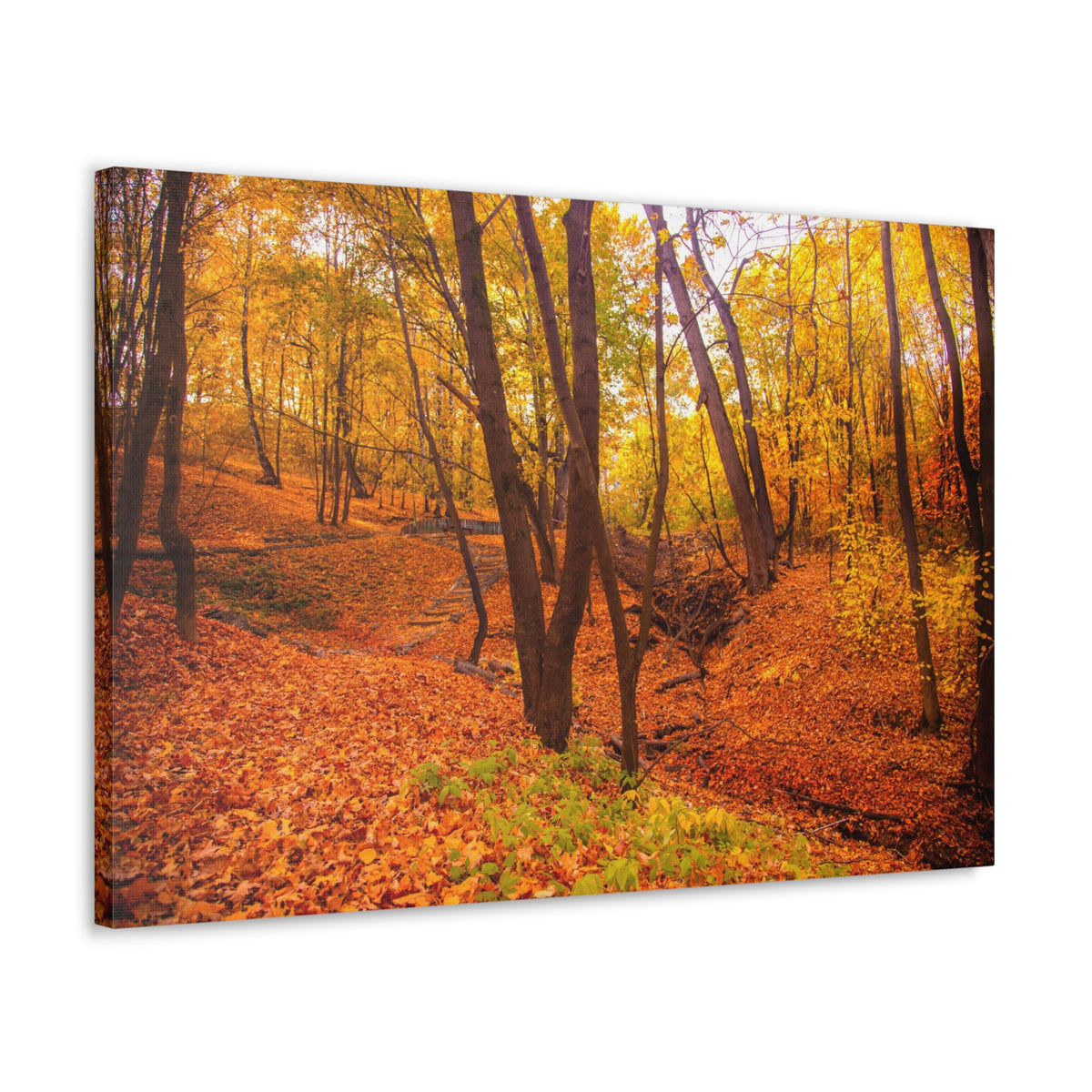 Fall Orange Tree Forest Nature Wilderness Photography Canvas Wall Art for Home Decor Ready-to-Hang-Express Your Love Gifts