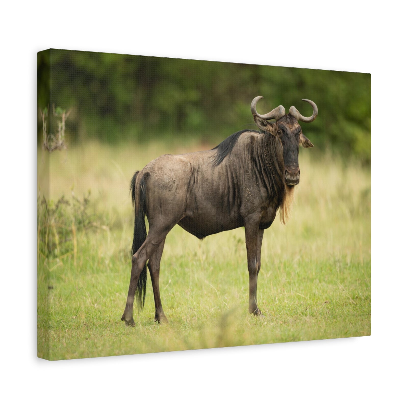 Funny Wildebeest Silly Wildebeest Scene Outdoor Wall Art Ready to Hang-Express Your Love Gifts