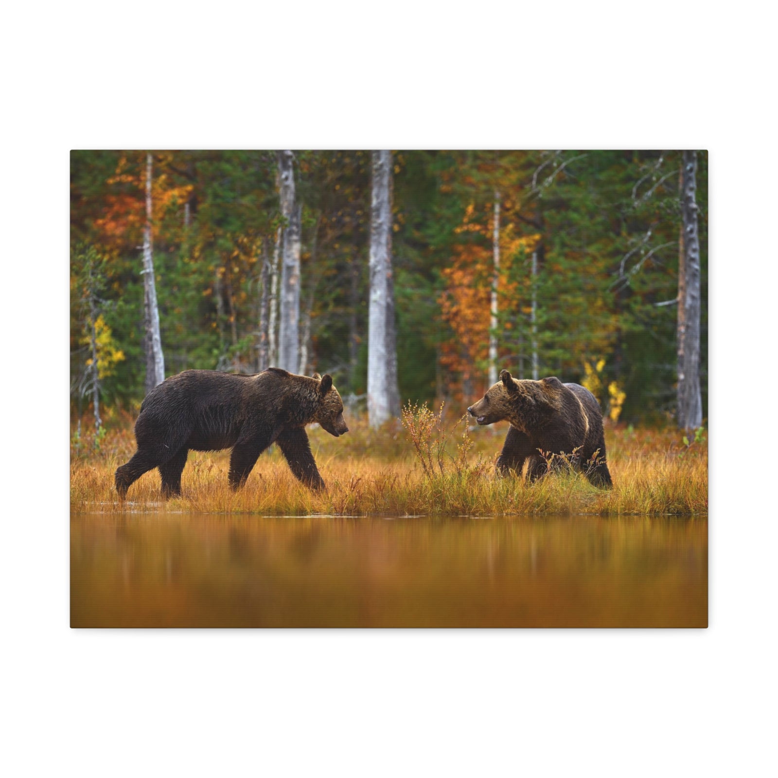 Spring Forest Bears Nature Wilderness Photography Canvas Wall Art for Home Decor Ready-to-Hang-Express Your Love Gifts