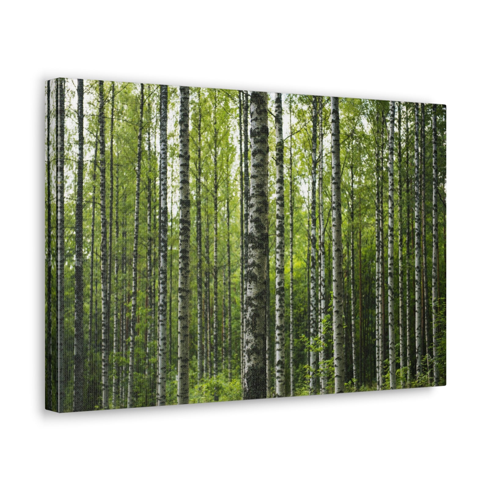 White Birch Trees in Green Forest Nature Wilderness Photography Canvas Wall Art for Home Decor Ready-to-Hang-Express Your Love Gifts