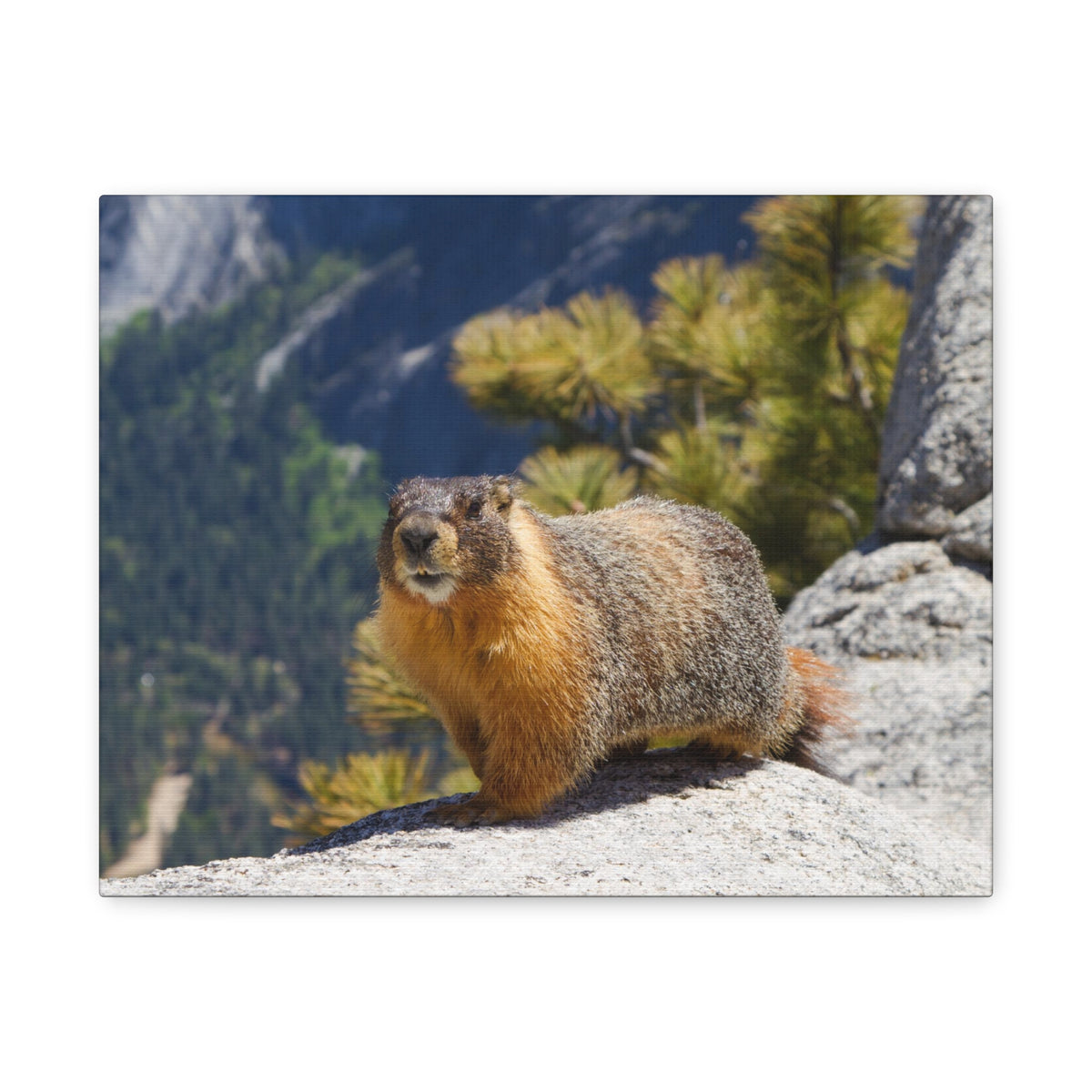 Majestic Yellow Bellied Marmot Art Majestic Yellow Bellied Marmot Print Animal Wall Art Wildlife Canvas Prints Wall Art Ready to Hang-Express Your Love Gifts
