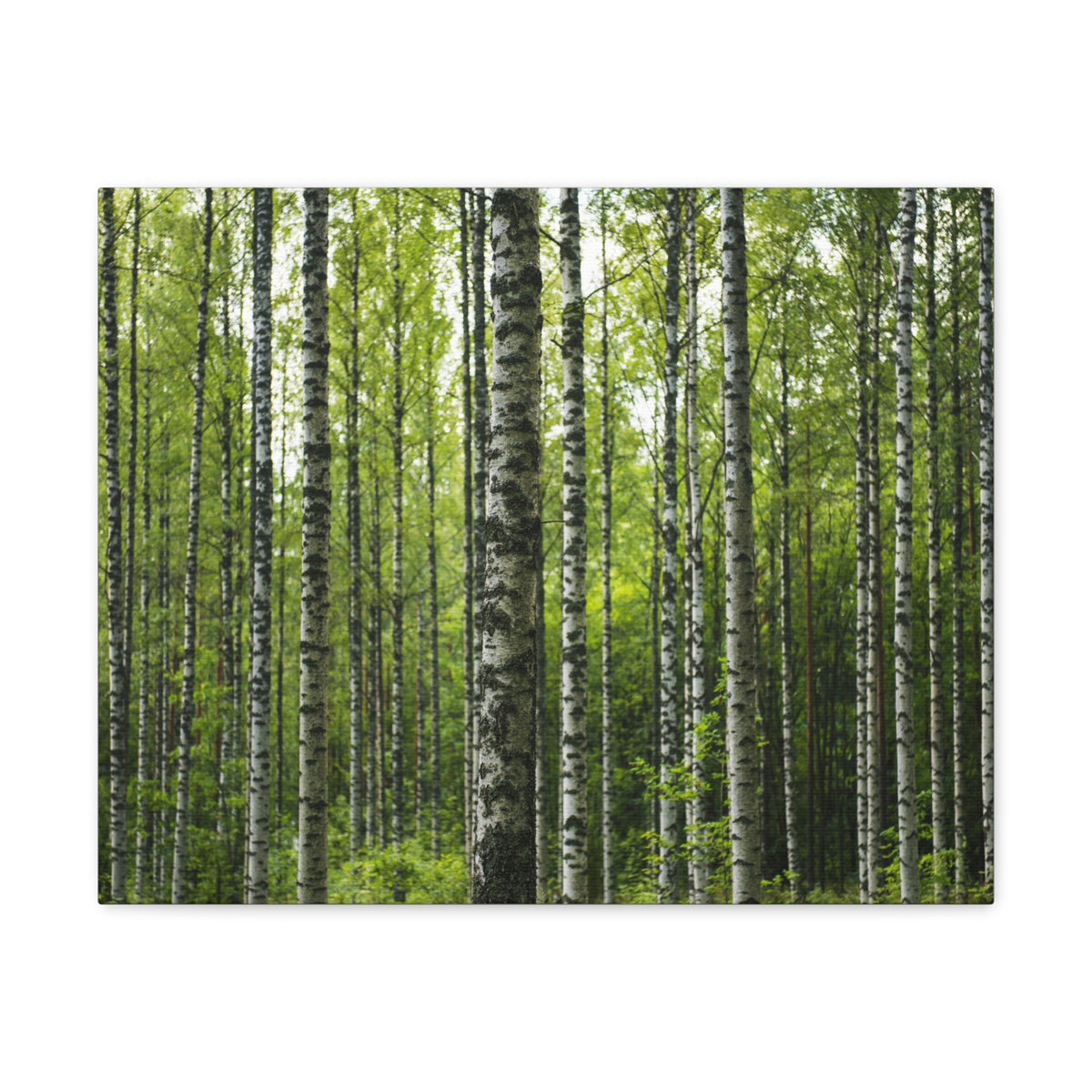 White Birch Trees in Green Forest Nature Wilderness Photography Canvas Wall Art for Home Decor Ready-to-Hang-Express Your Love Gifts