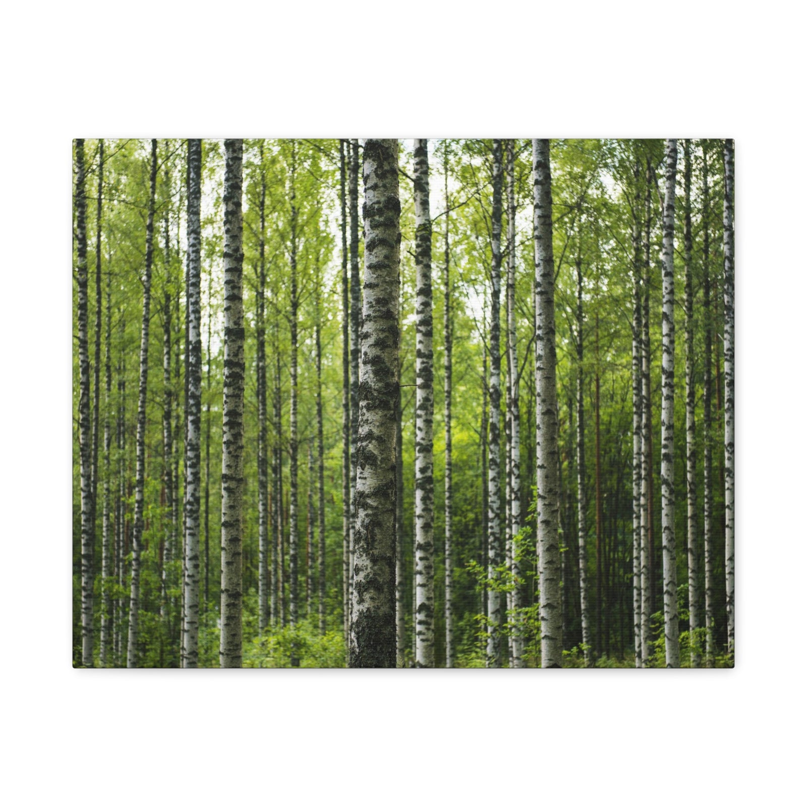 White Birch Trees in Green Forest Nature Wilderness Photography Canvas Wall Art for Home Decor Ready-to-Hang-Express Your Love Gifts