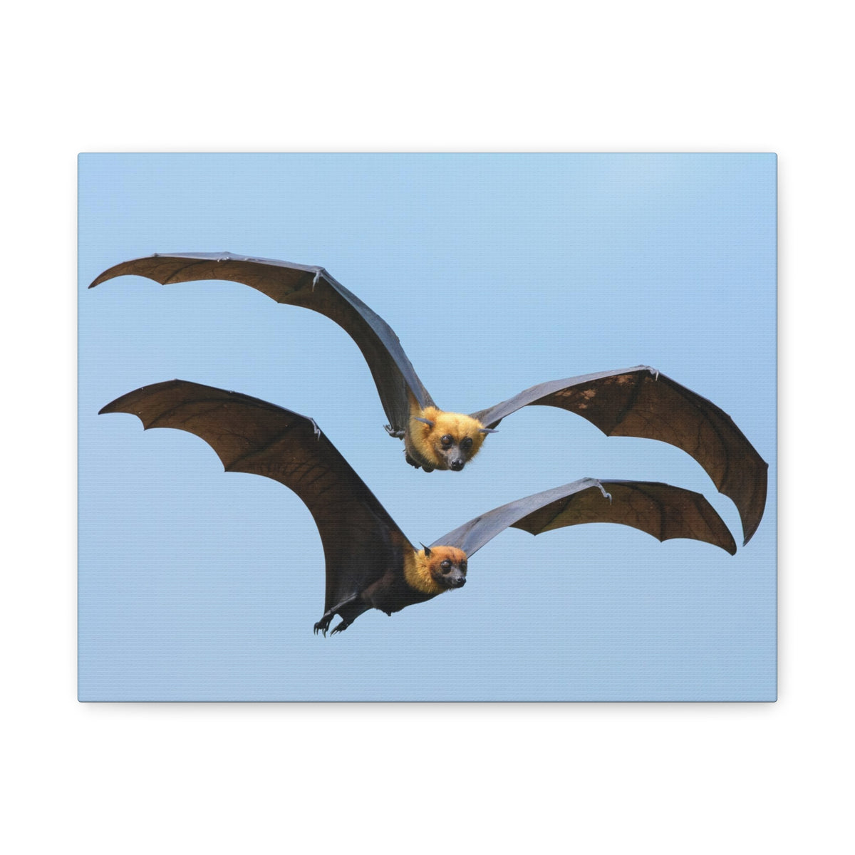 Vampire Bat Couple Vampire Bat Couple Print Animal Wall Art Wildlife Canvas Prints Wall Art Ready to Hang-Express Your Love Gifts