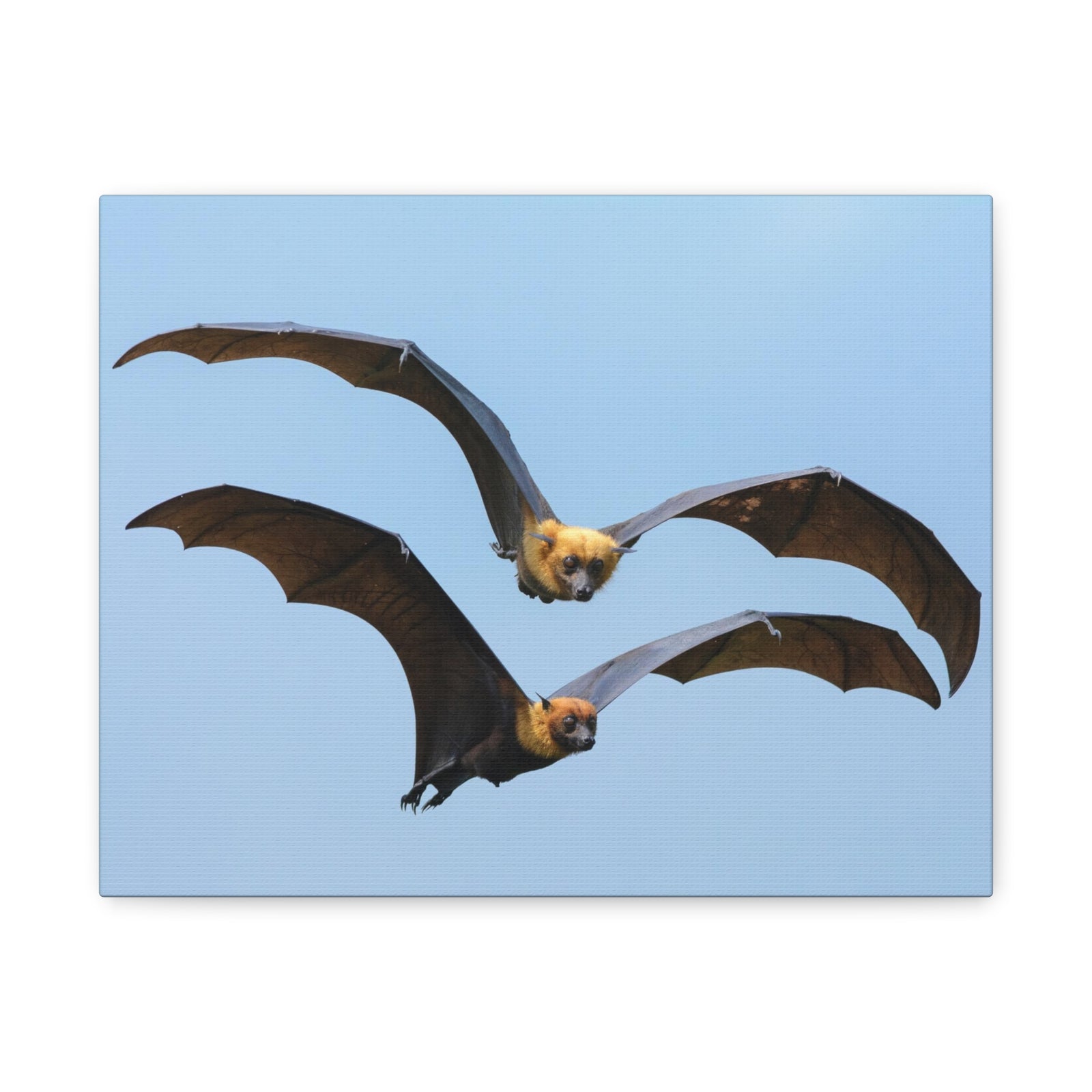 Vampire Bat Couple Vampire Bat Couple Print Animal Wall Art Wildlife Canvas Prints Wall Art Ready to Hang-Express Your Love Gifts