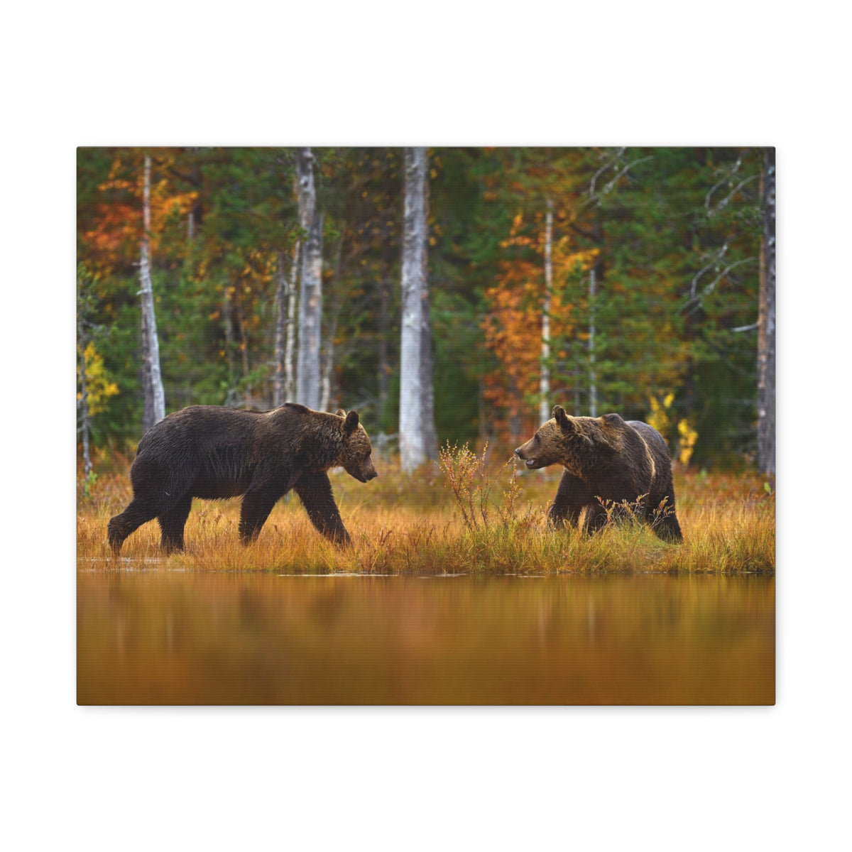 Spring Forest Bears Nature Wilderness Photography Canvas Wall Art for Home Decor Ready-to-Hang-Express Your Love Gifts