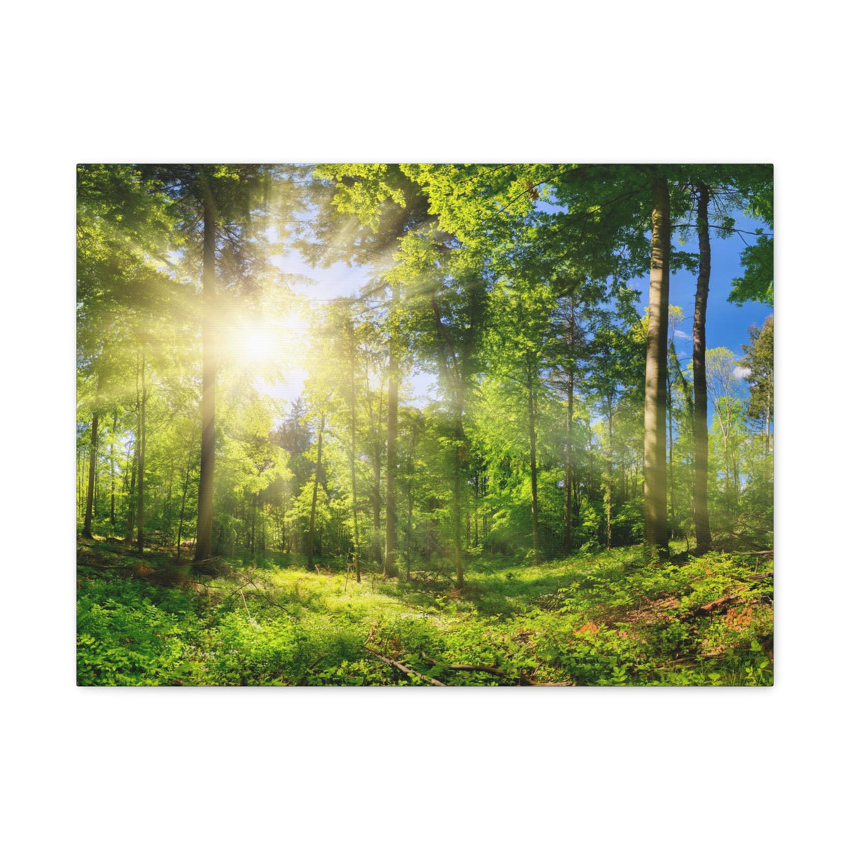 Sunrise Through Green Forest Nature Wilderness Photography Canvas Wall Art for Home Decor Ready-to-Hang-Express Your Love Gifts