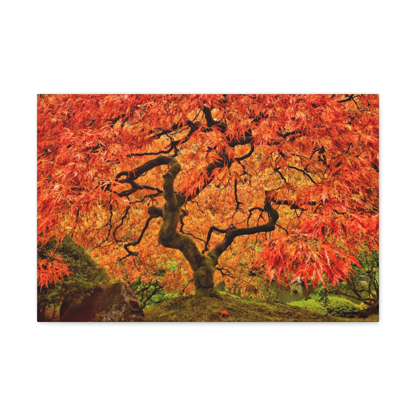 Japanese Maple Tree In Autumn Canvas Wall Art for Home Decor Ready-to-Hang-Express Your Love Gifts