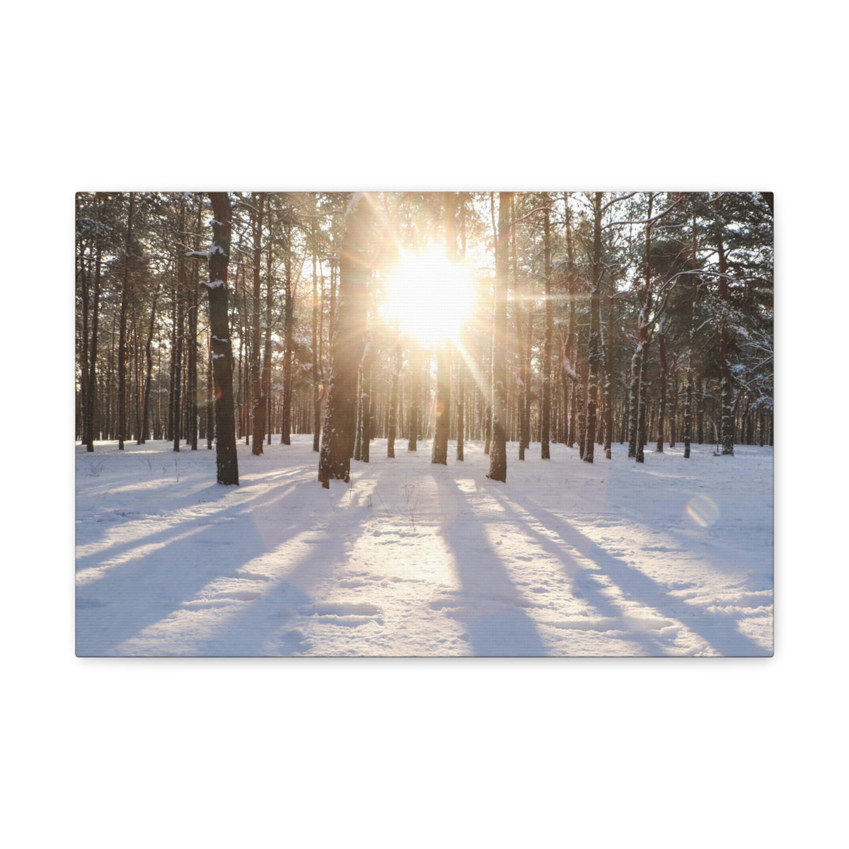 Tree Forest Covered In Snow Nature Wilderness Photography Canvas Wall Art for Home Decor Ready-to-Hang-Express Your Love Gifts